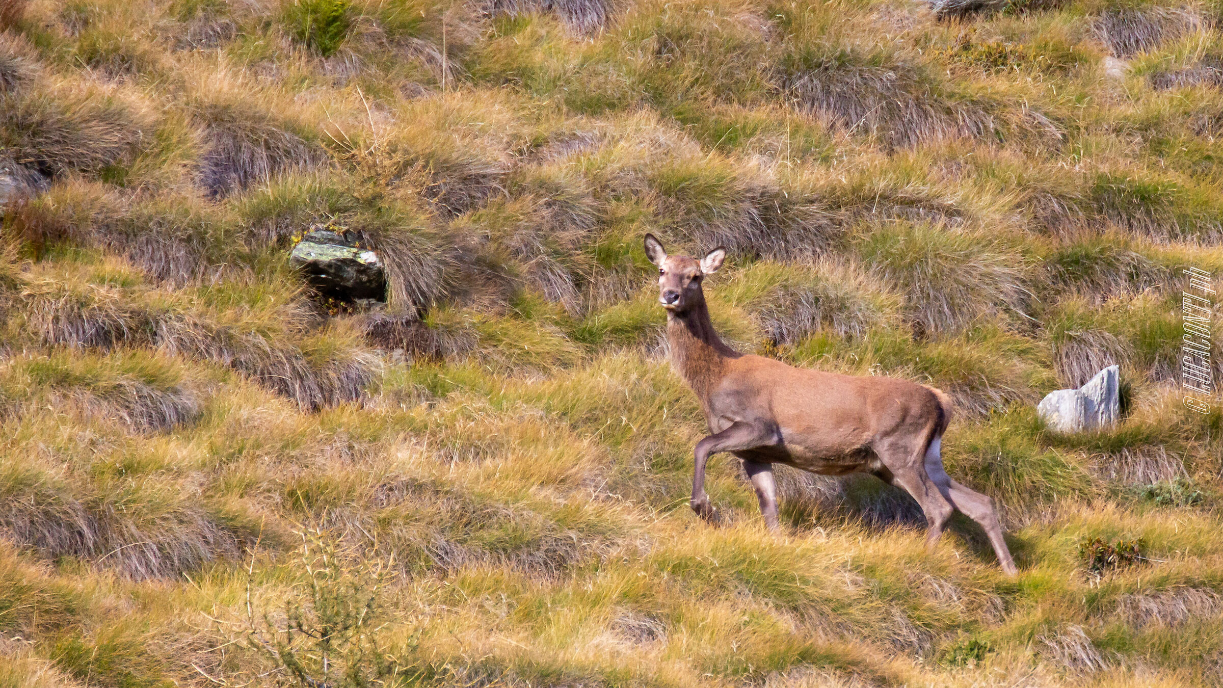 Bramito 2020 , Valtellina (so)