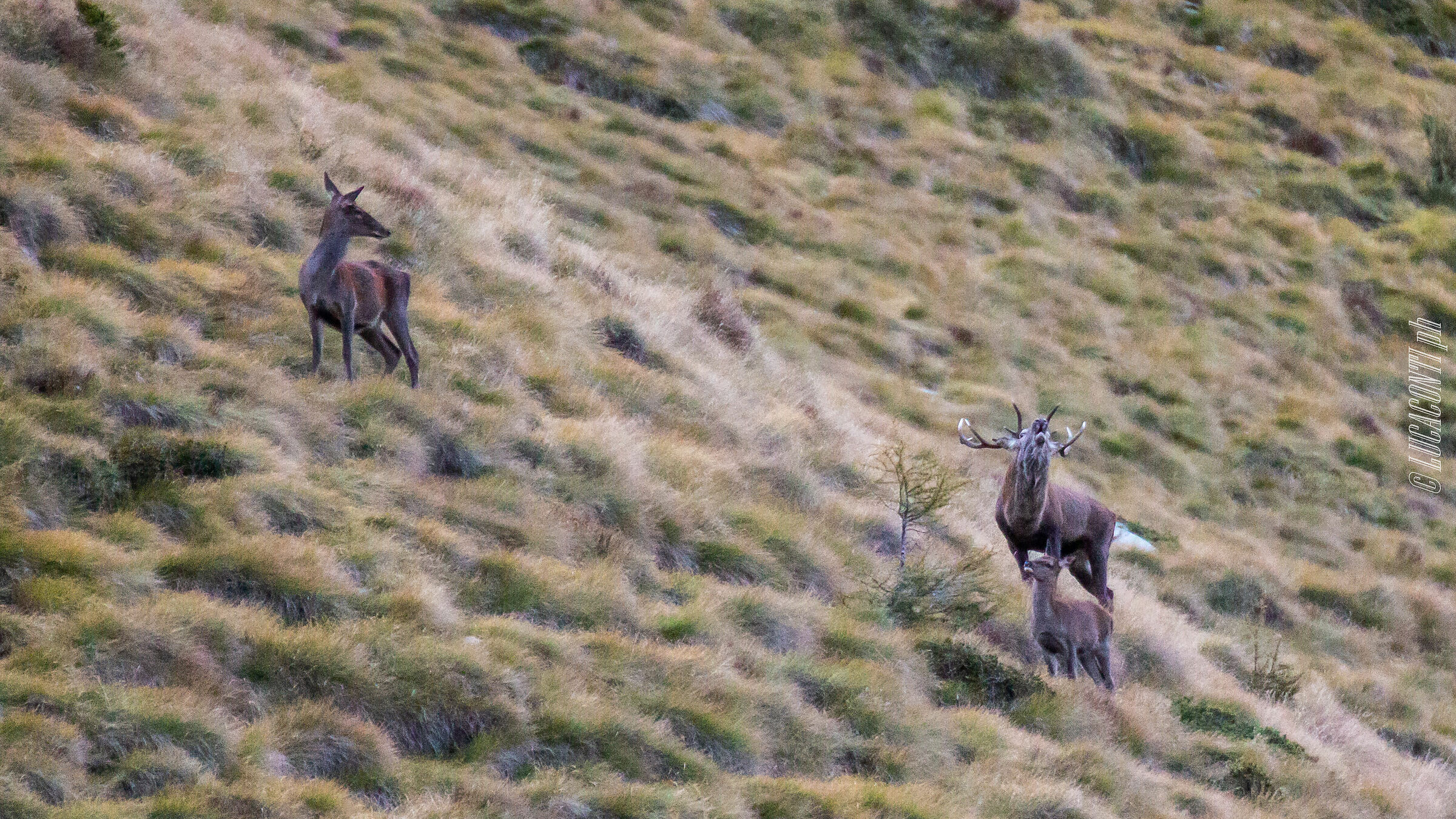 Bramito 2020 , Valtellina (so)