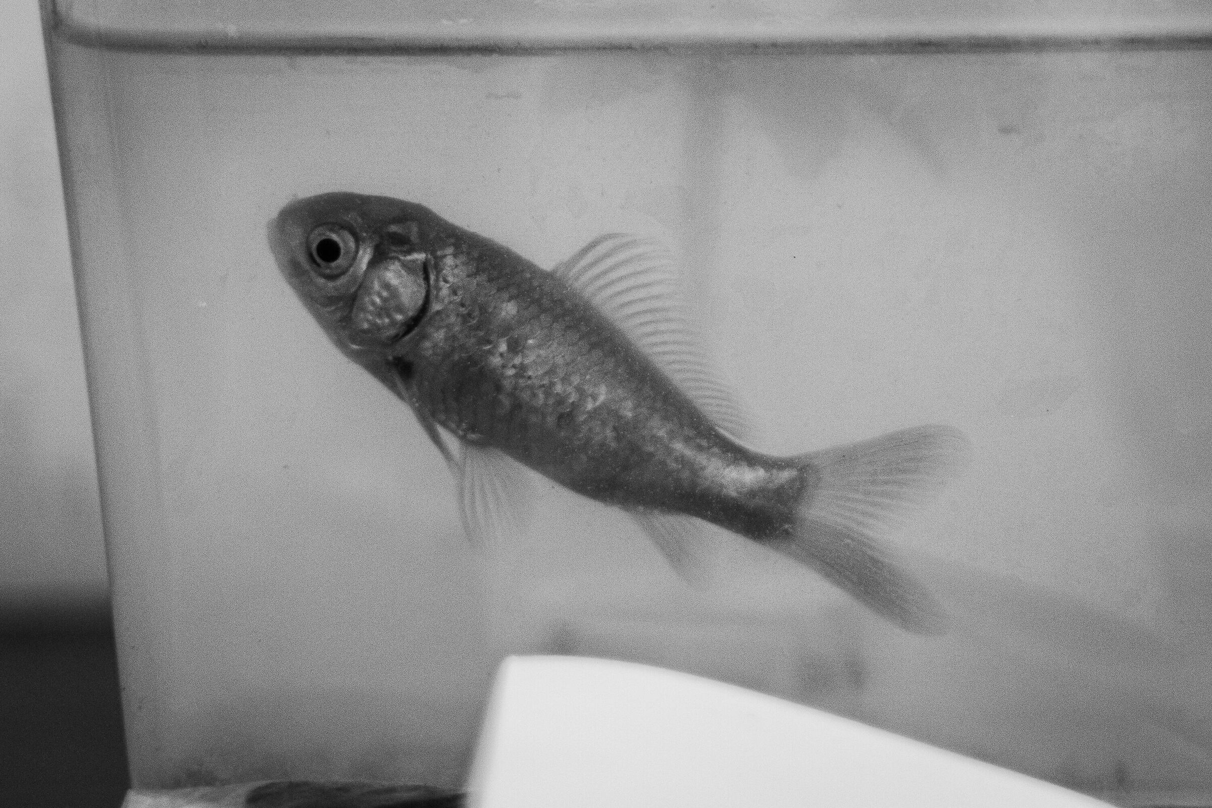 Un pesciolino che rosso era