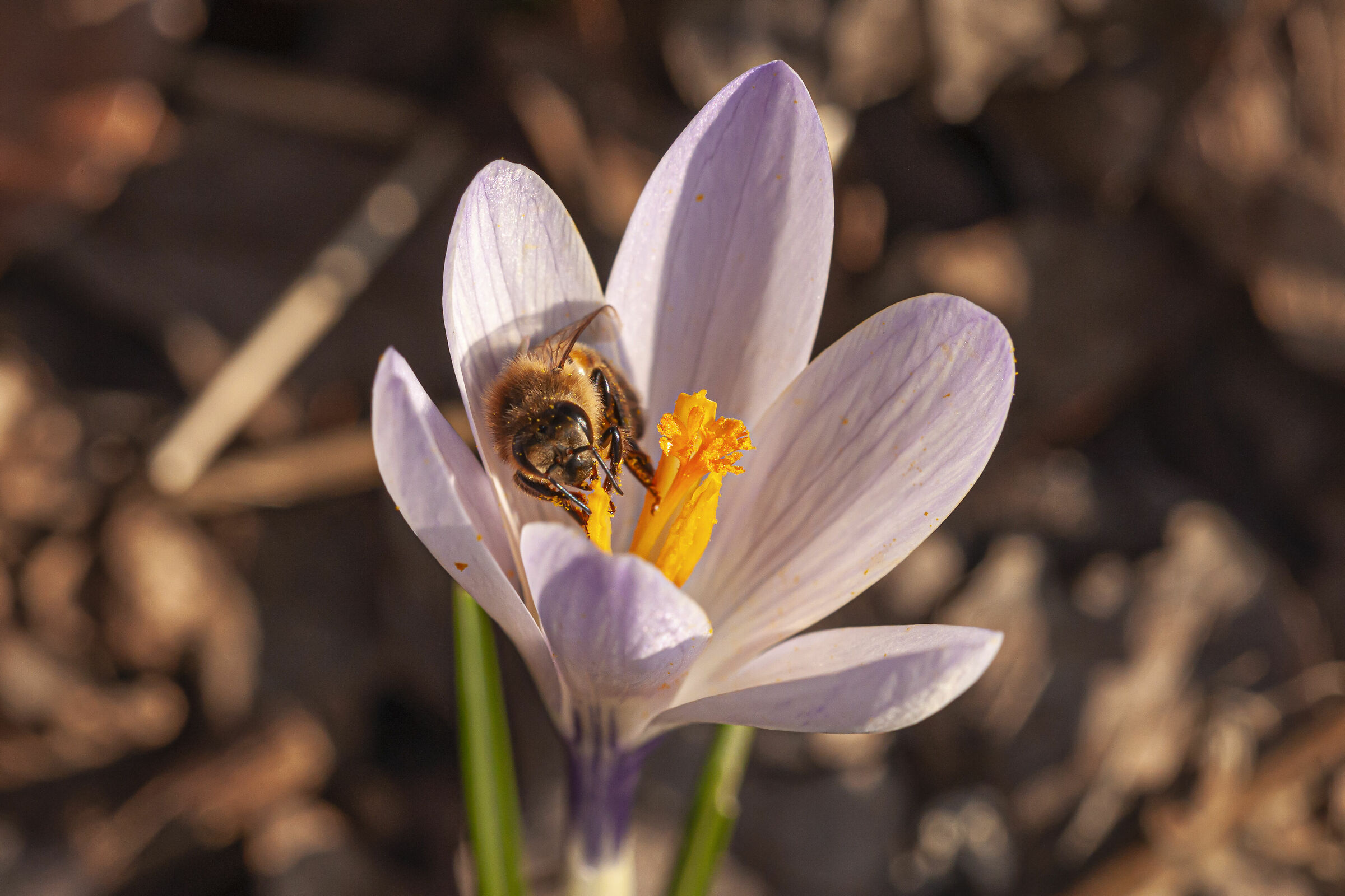 Inizia la produzione del miele!