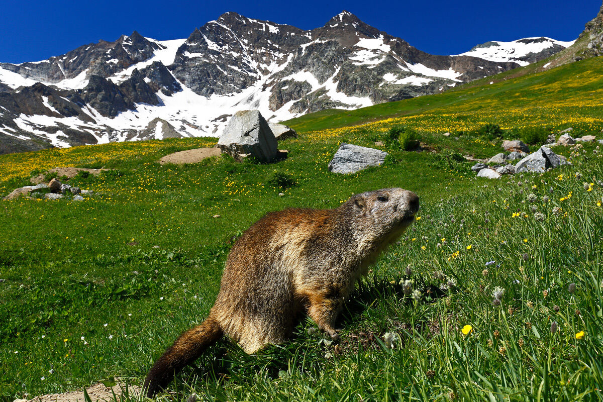 Marmotta