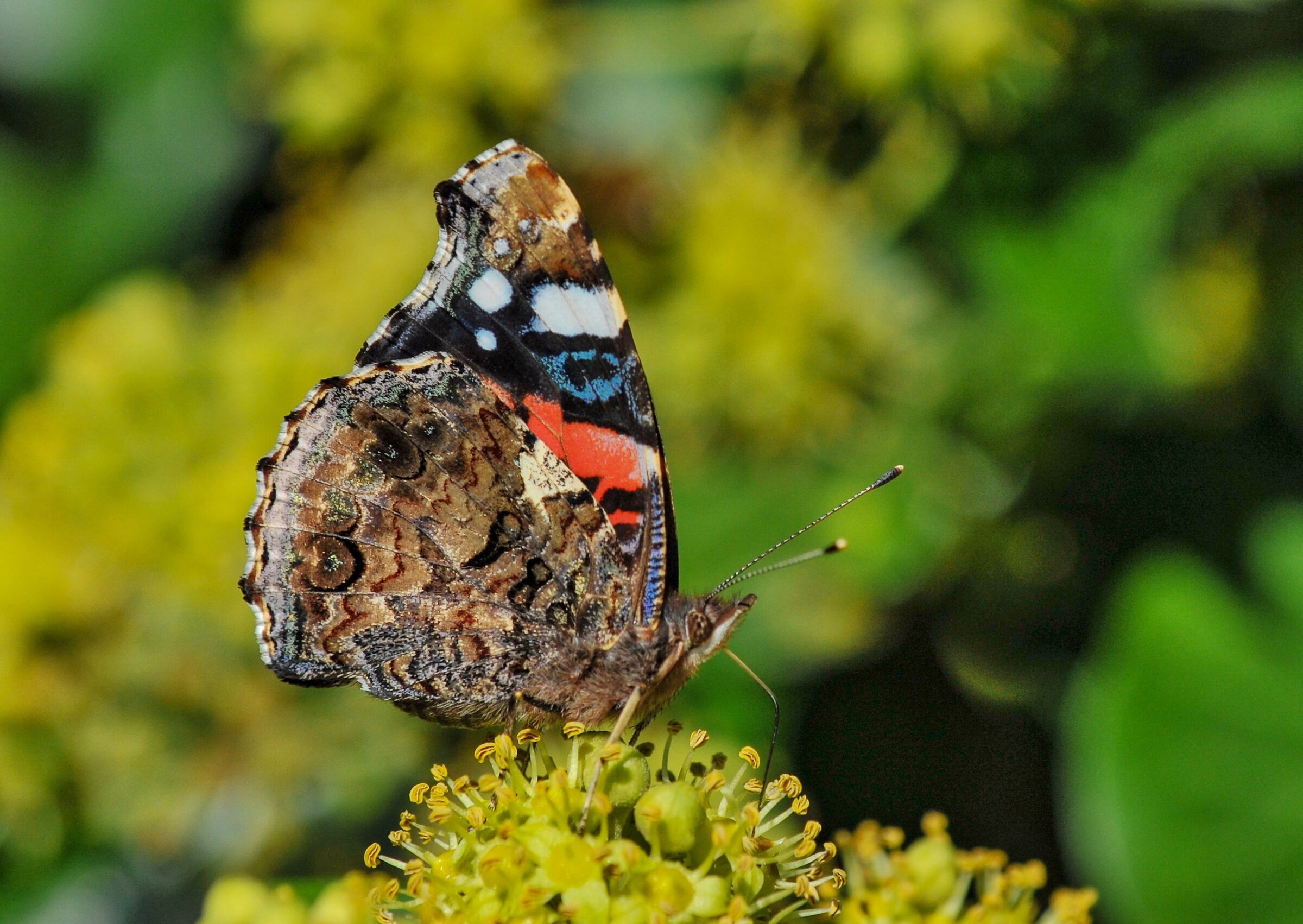 Vanessa Atalanta