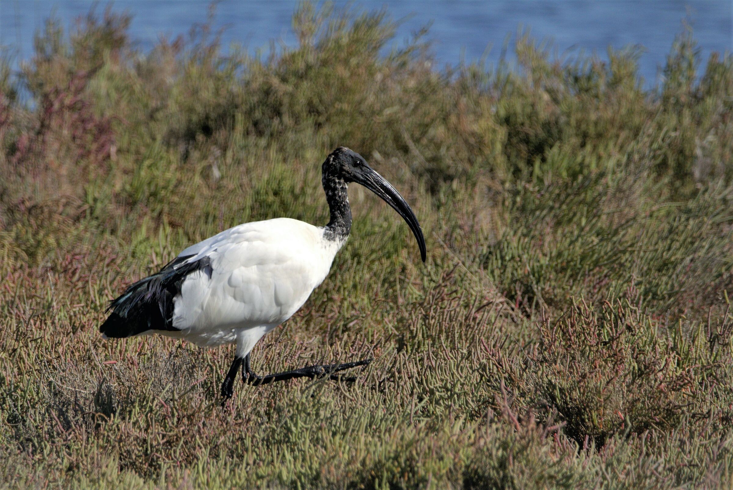 ibis sacro a lio piccolo