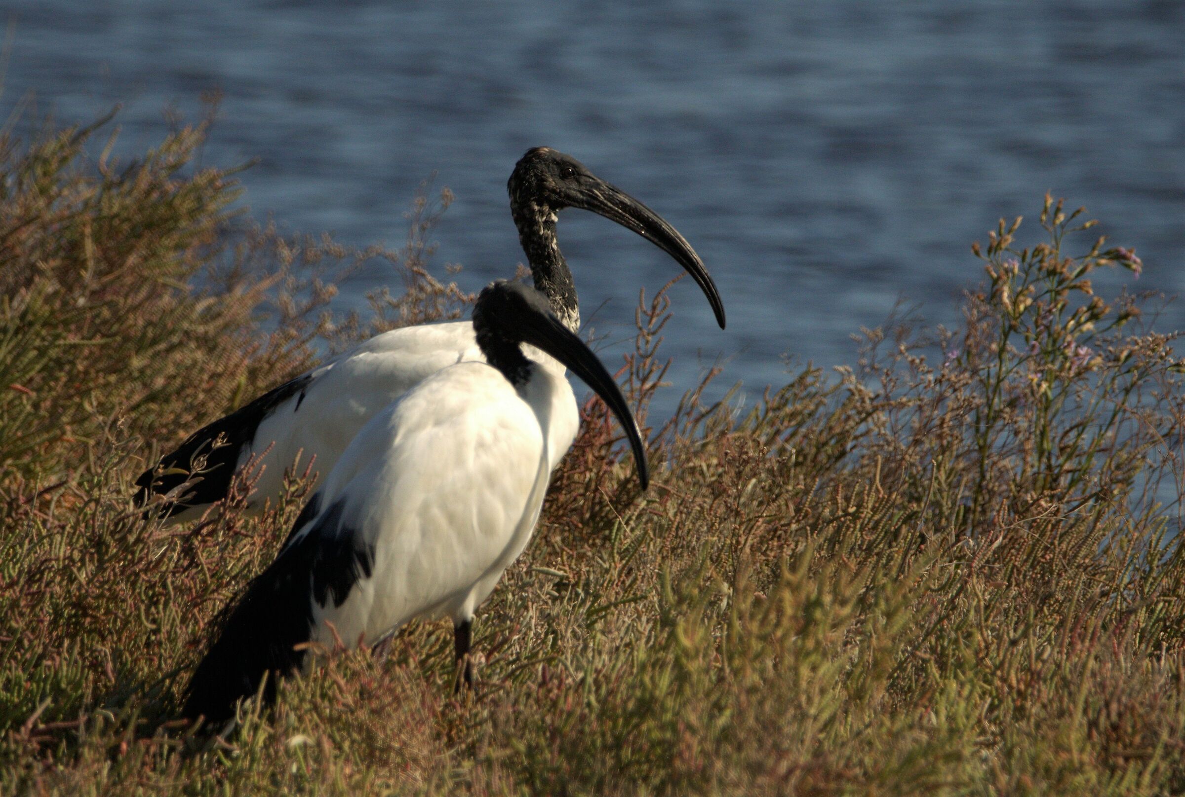 ibis sacro a lio piccolo