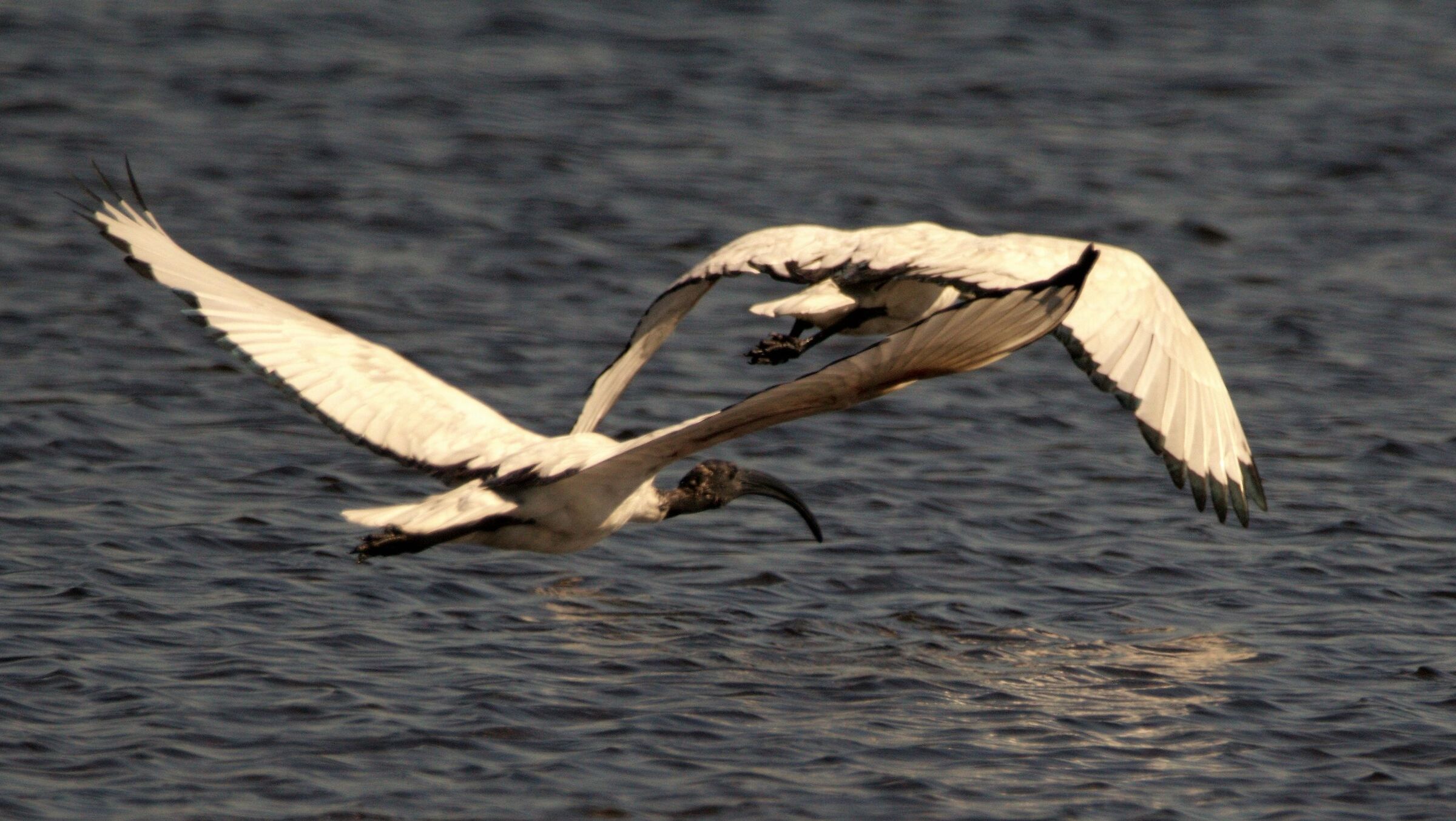 ibis sacro a lio piccolo