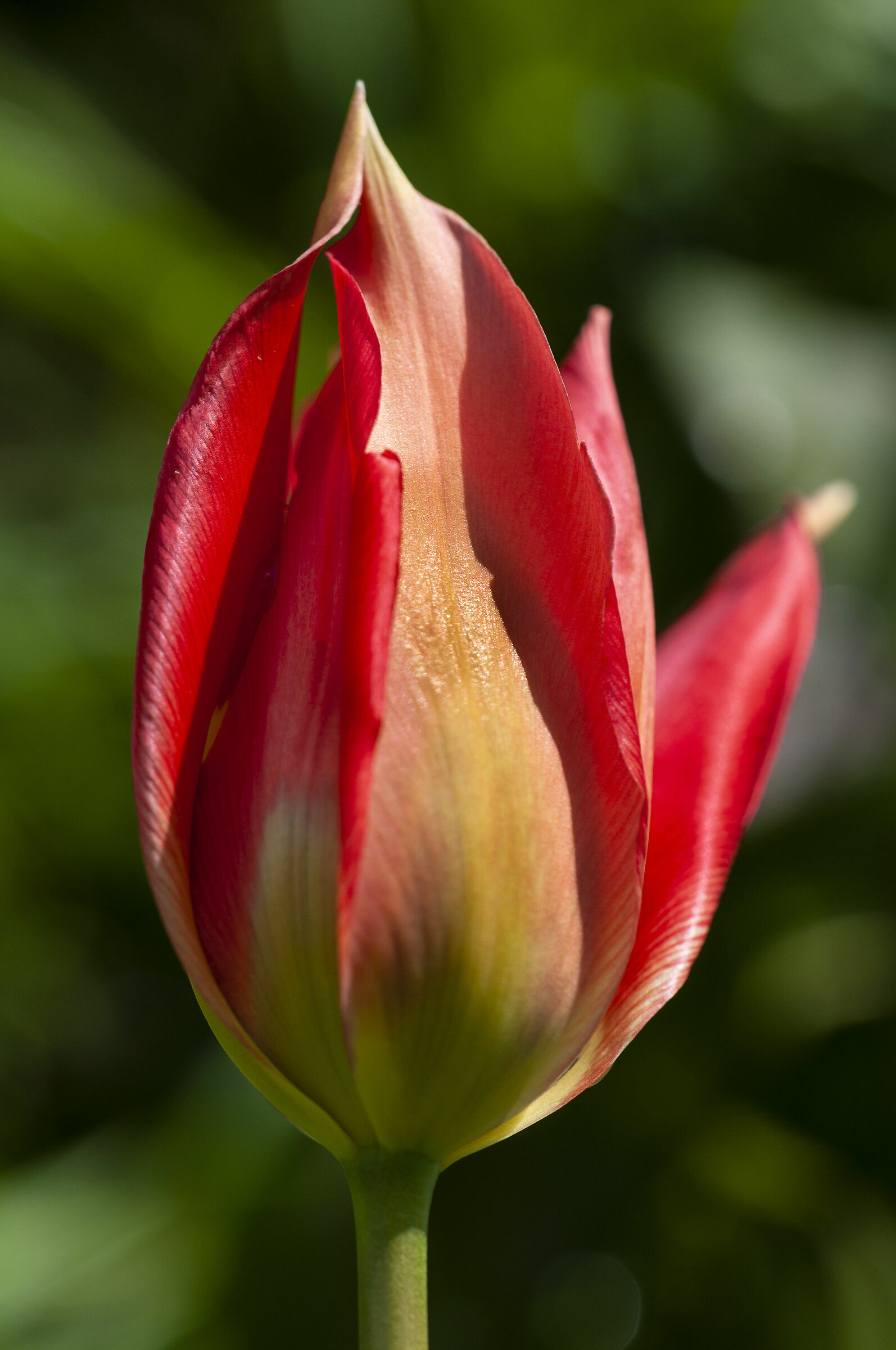 Tulipa Oculus solis