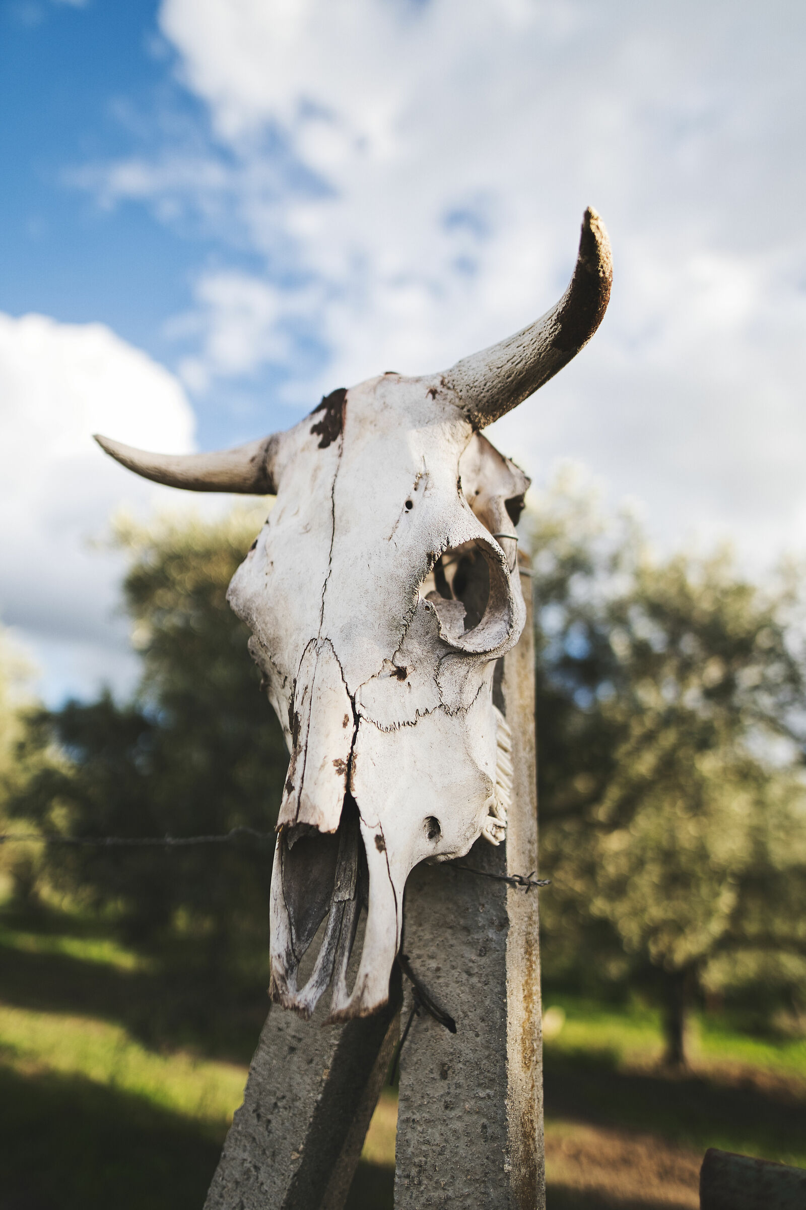 Skull