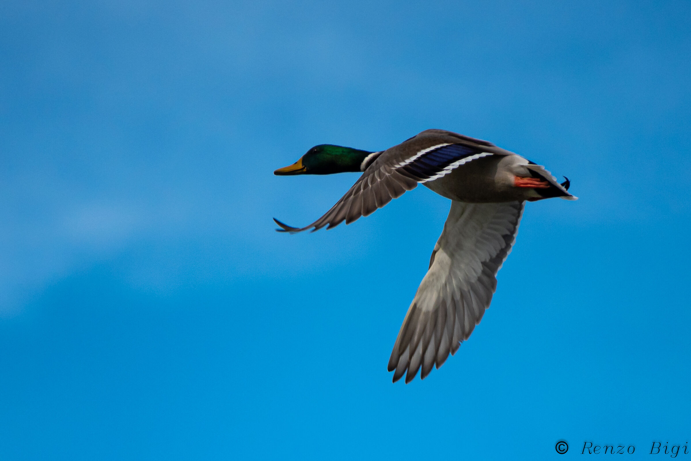 Mallard