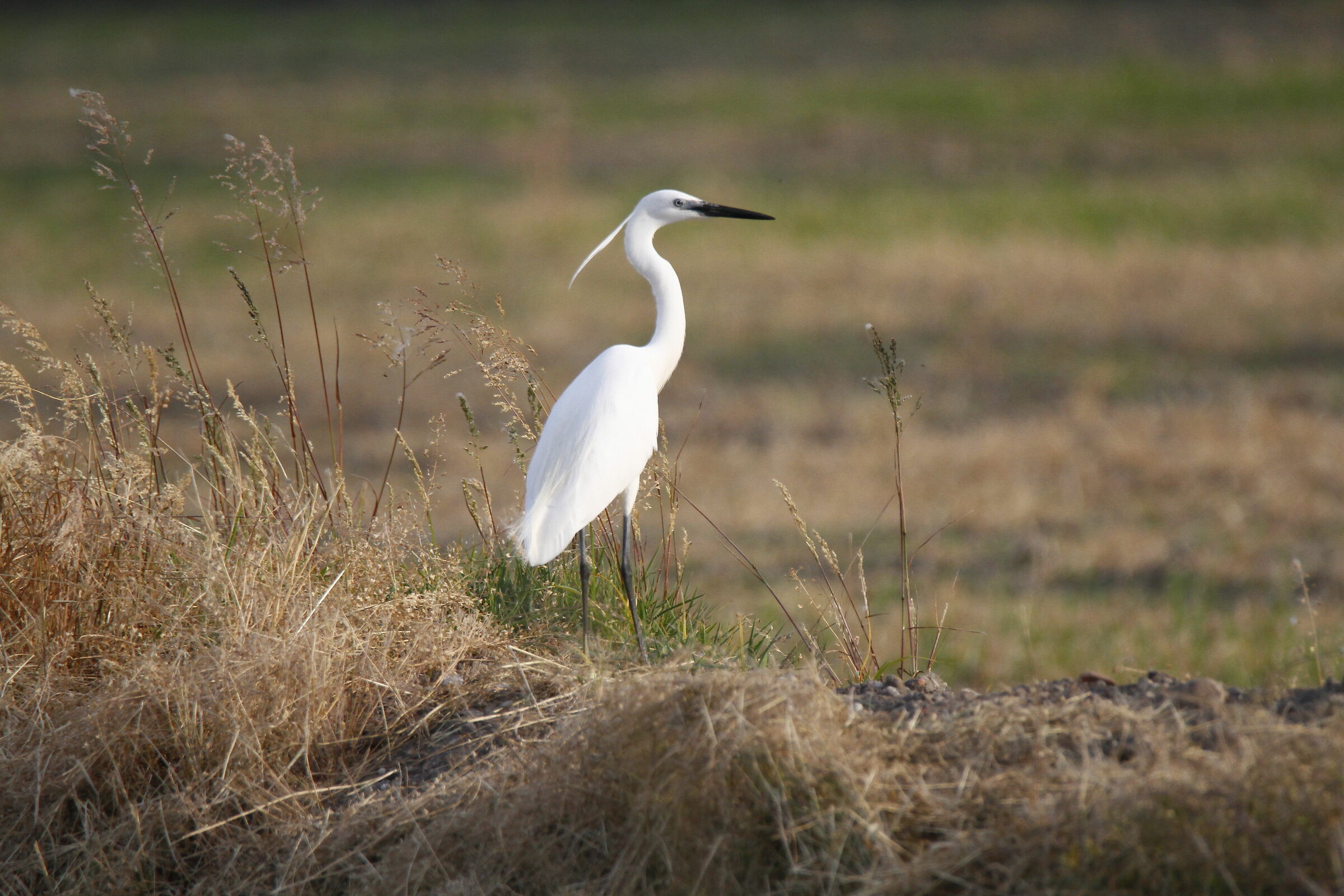 I put on the nuncio's dress