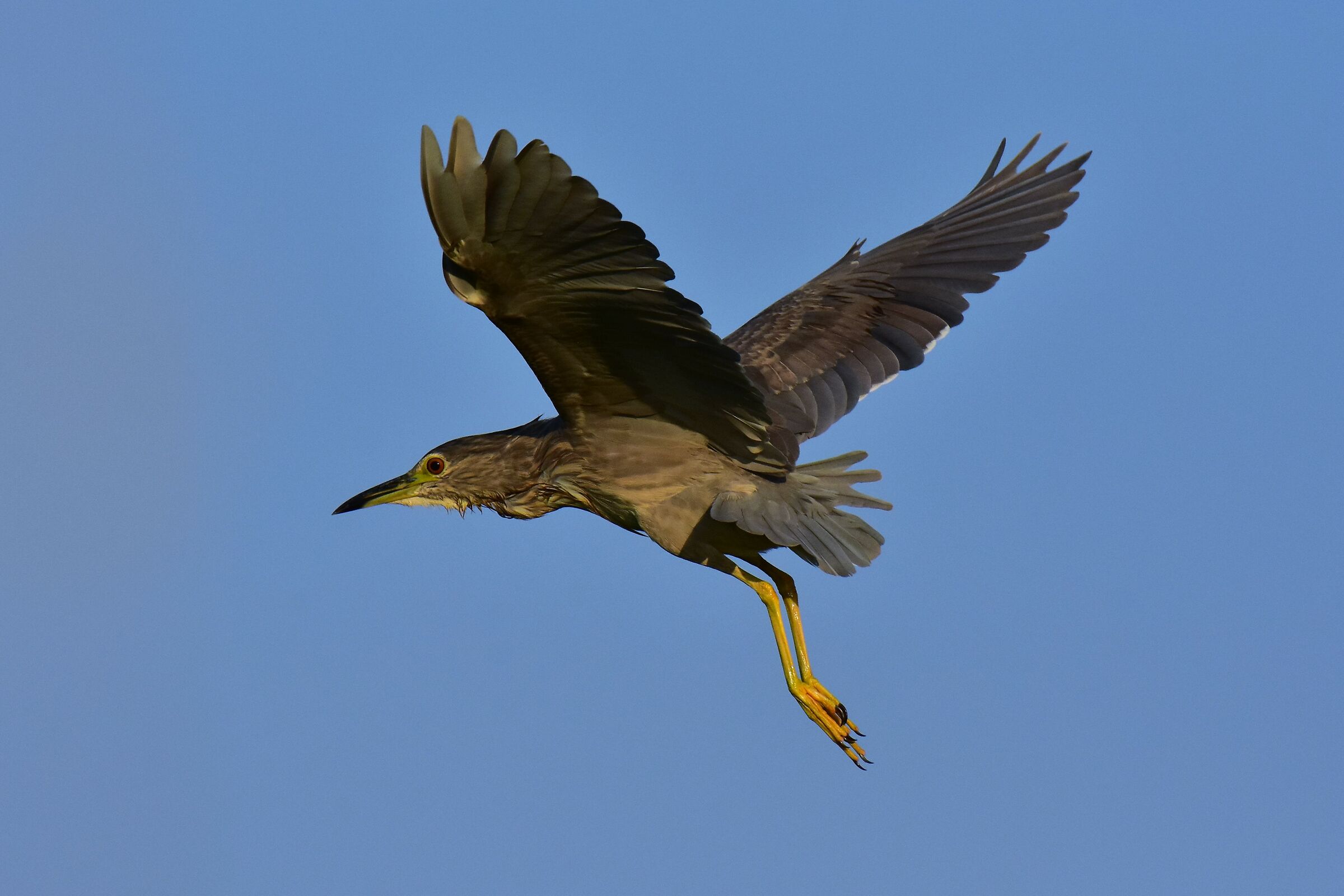 The Young Man's Flight (Nitticora)