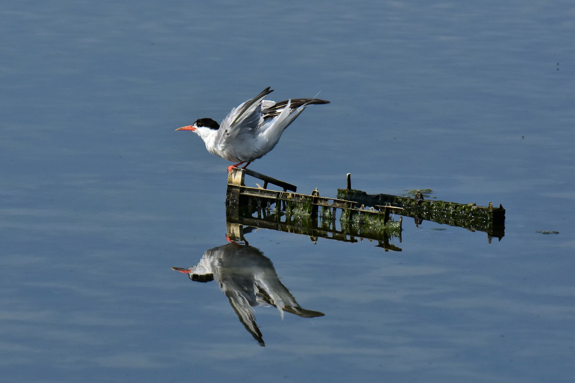 Degrado (Sterna Comune)