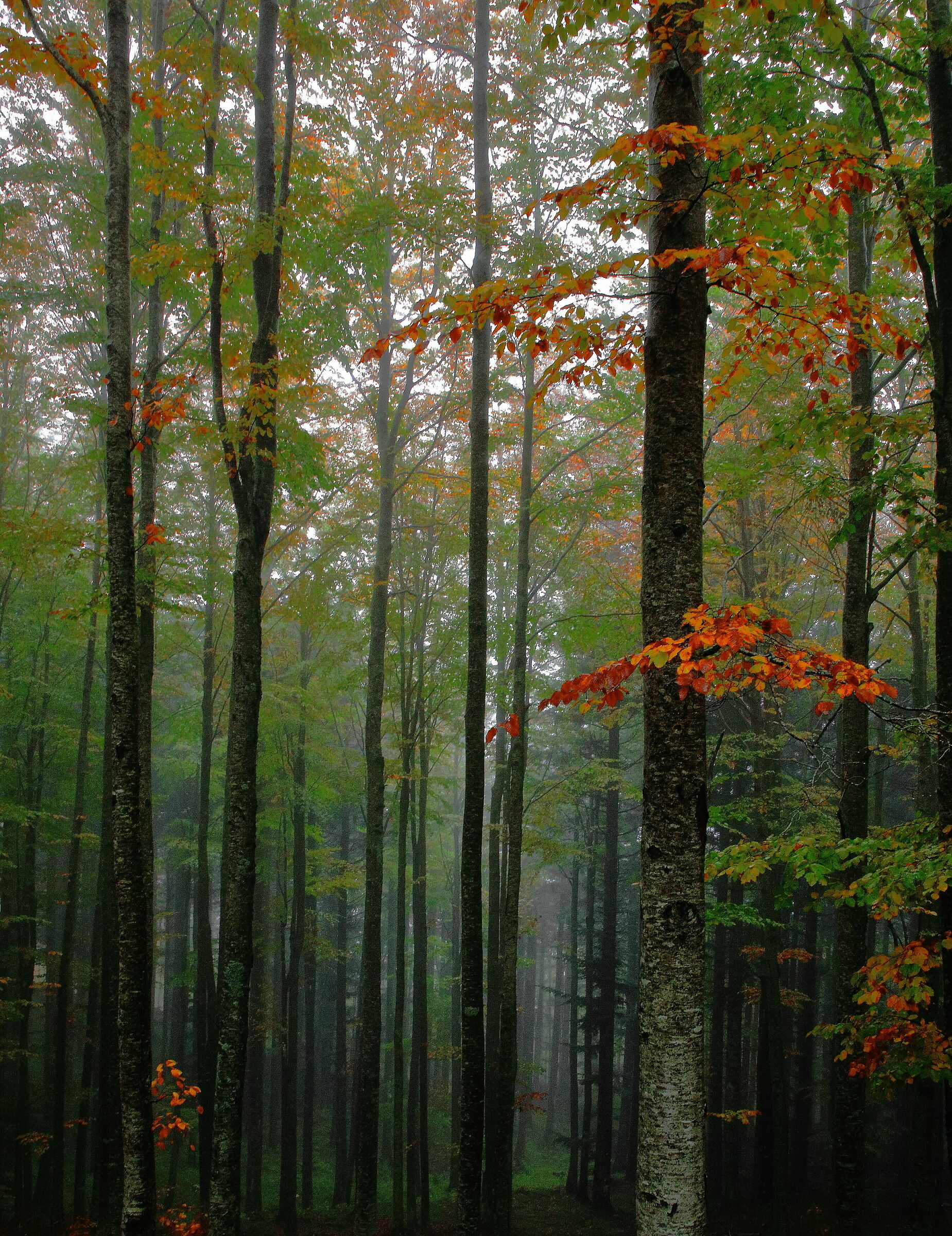 Autumn in the Apennines