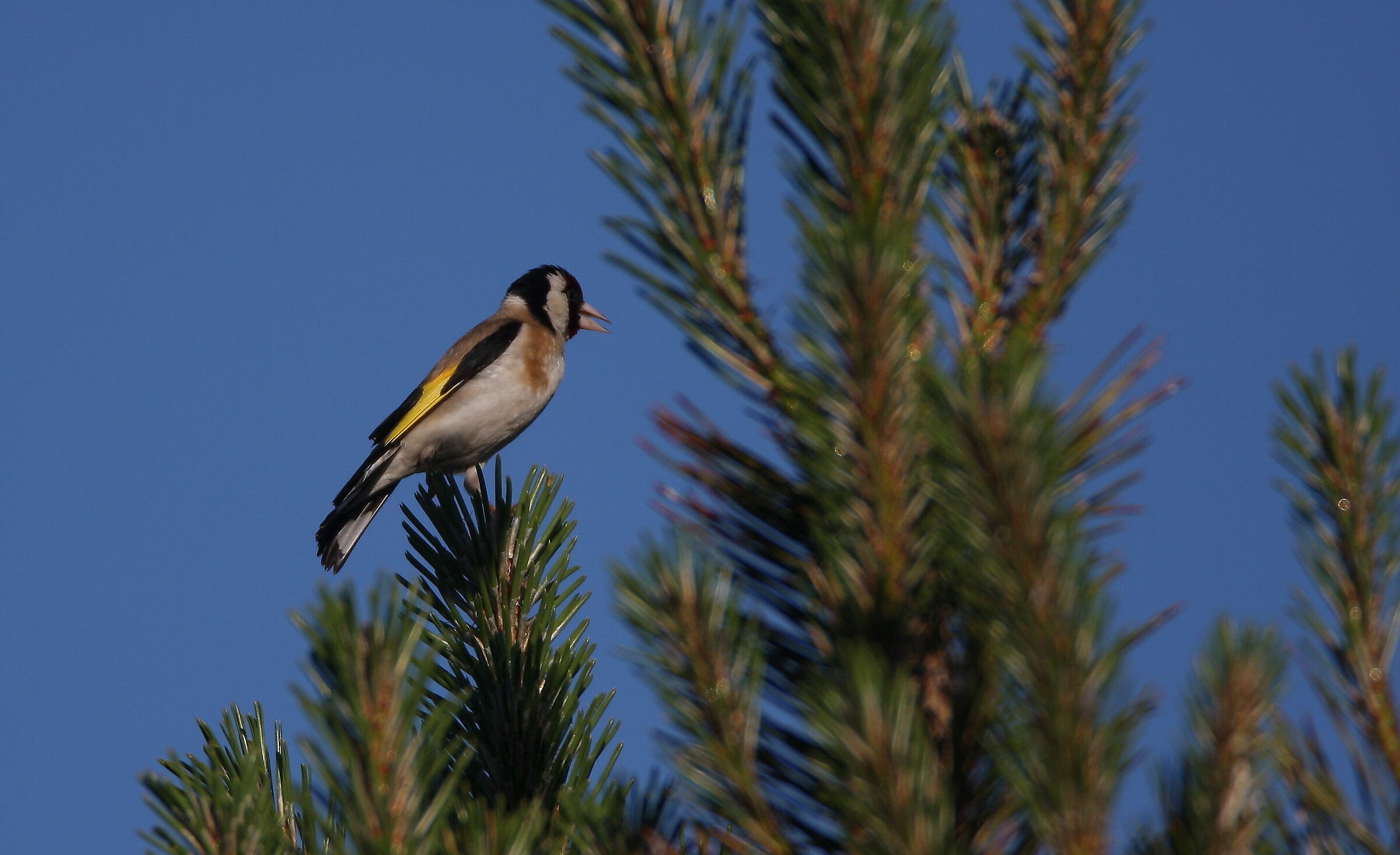 Goldfinch