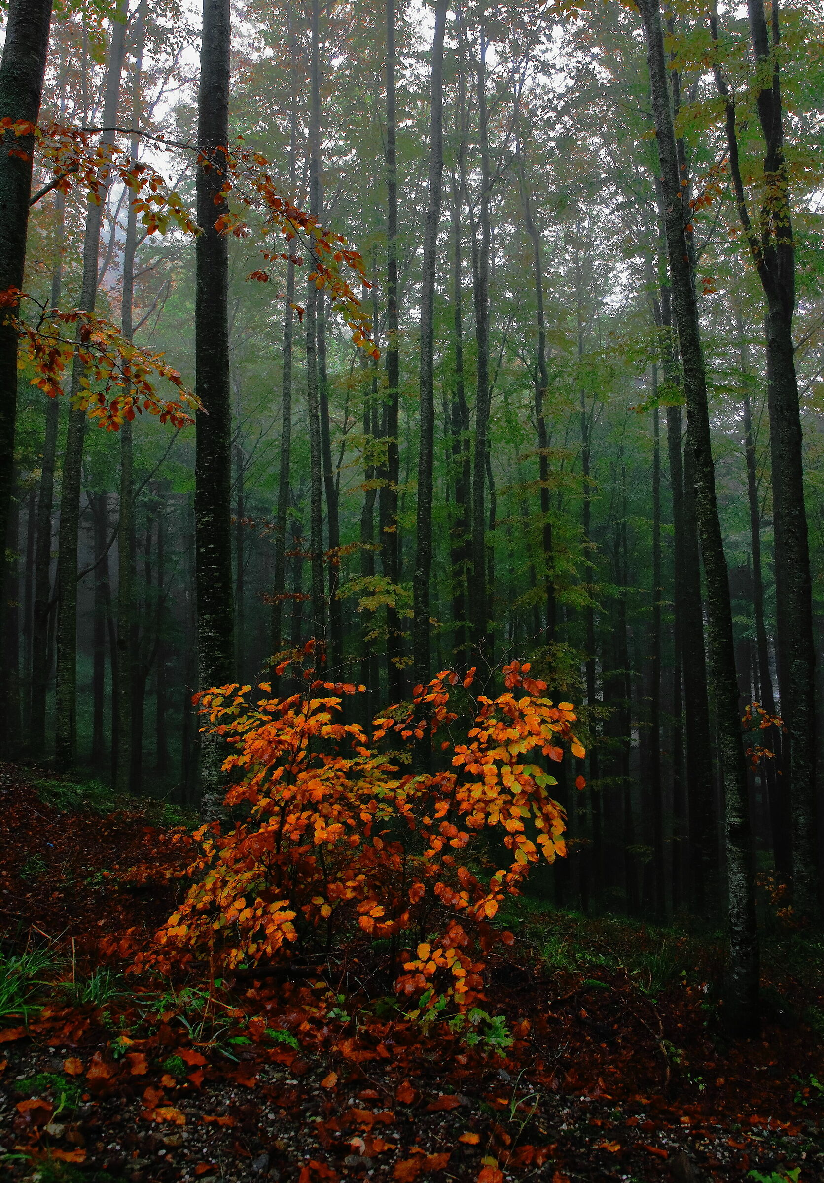 Autunno in appennino