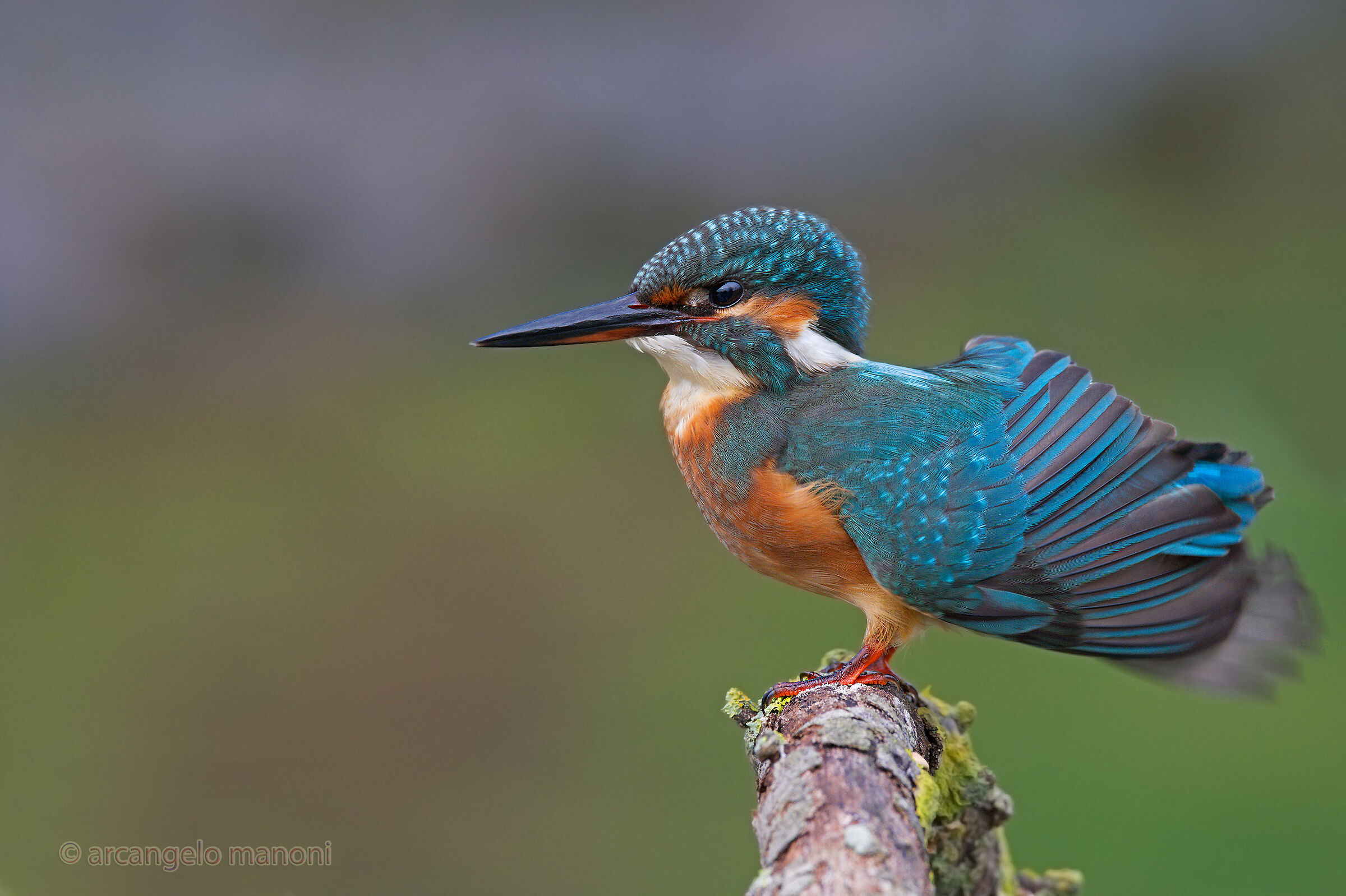 The ''Martingalletto''