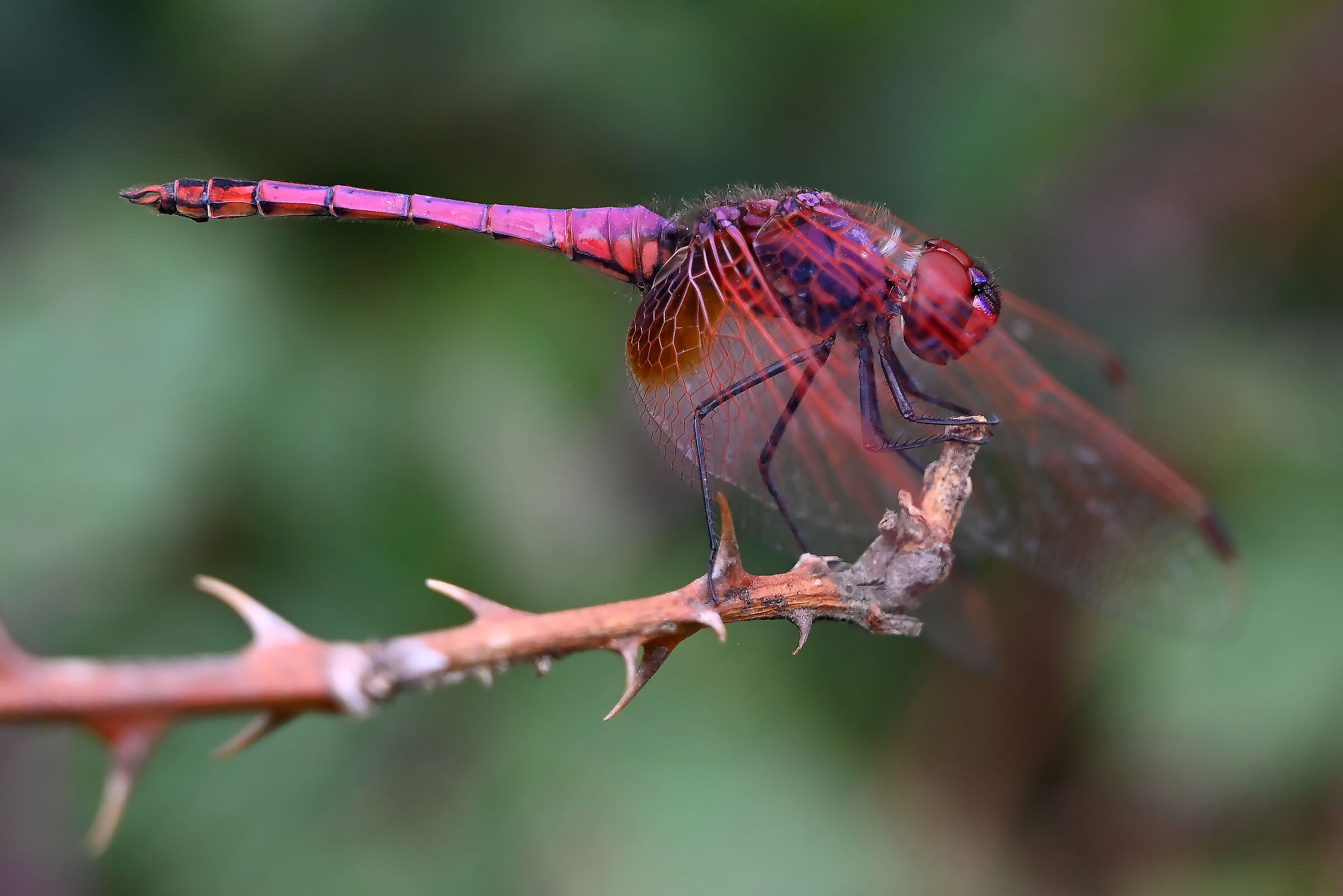 Male nodded trithemis