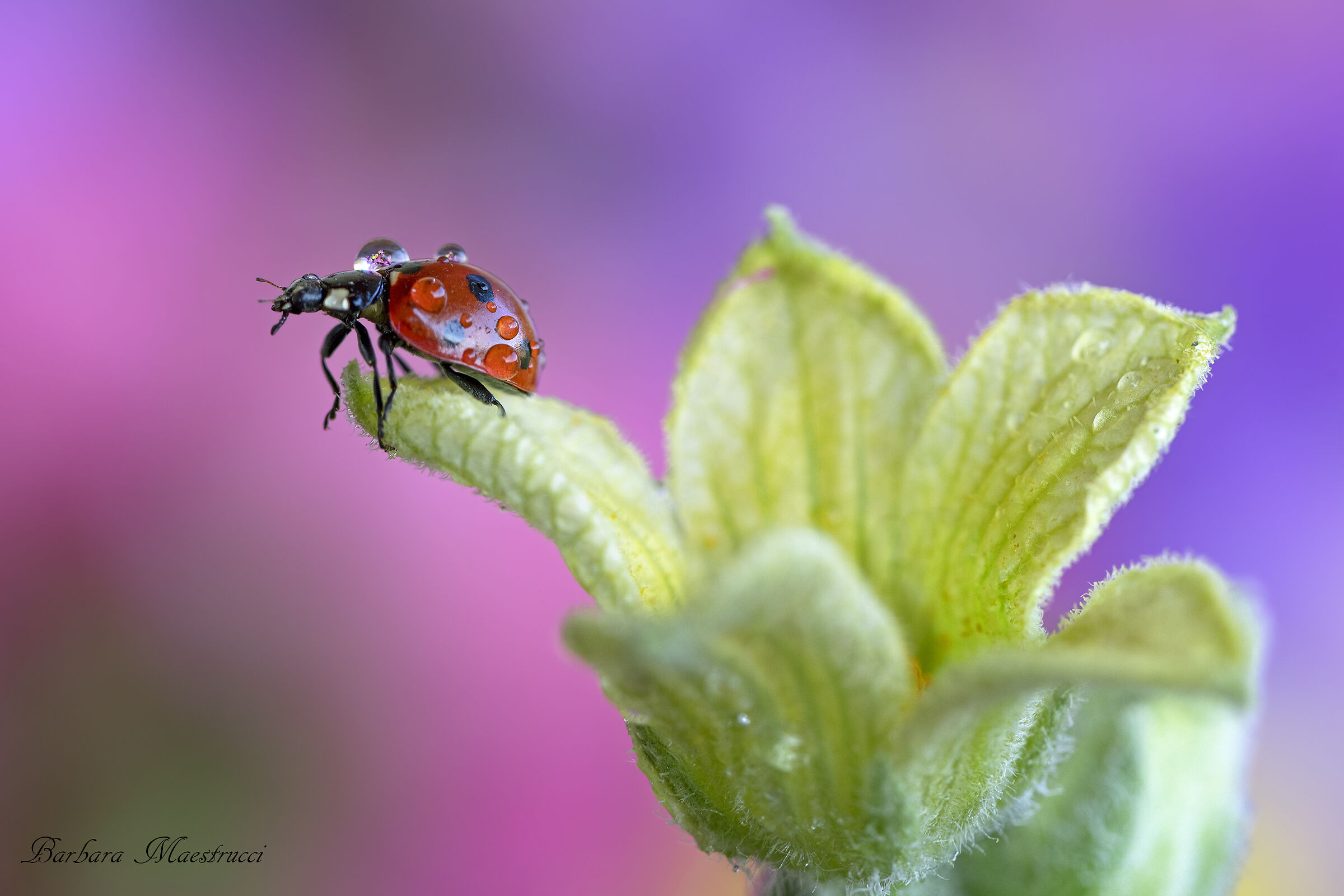 Speriamo porti fortuna...