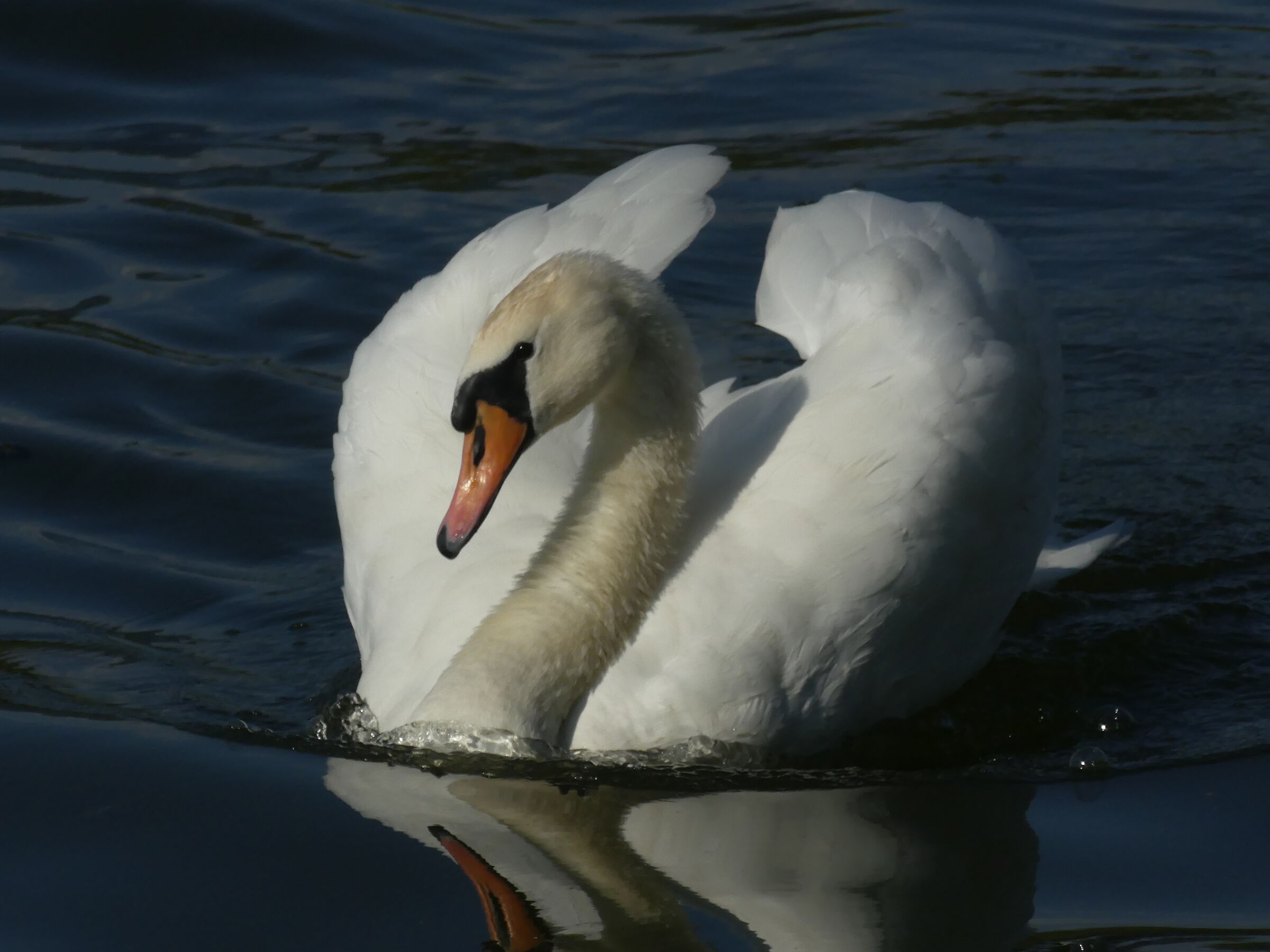 The King of the Lake