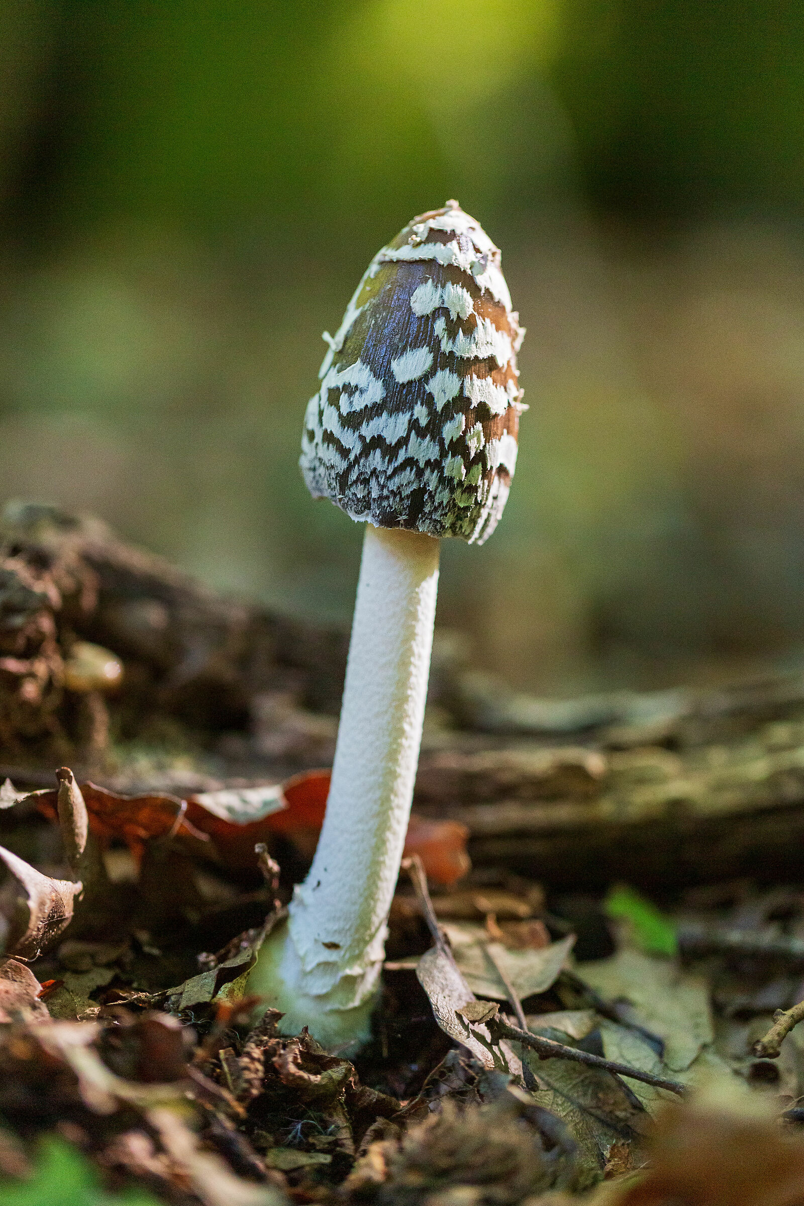 Coprinopsis picacea