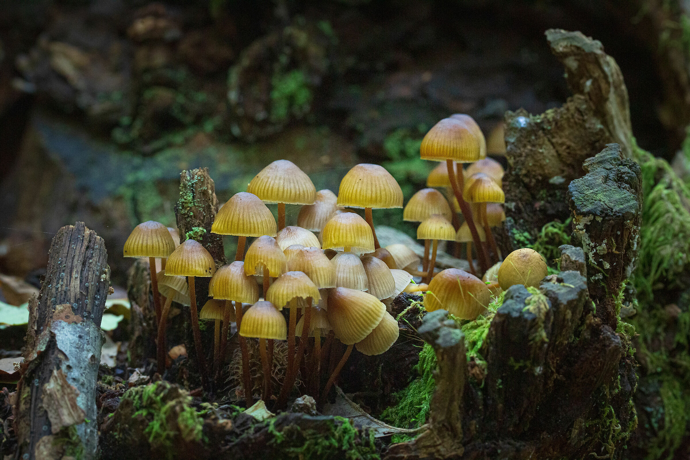 Mycena Sp