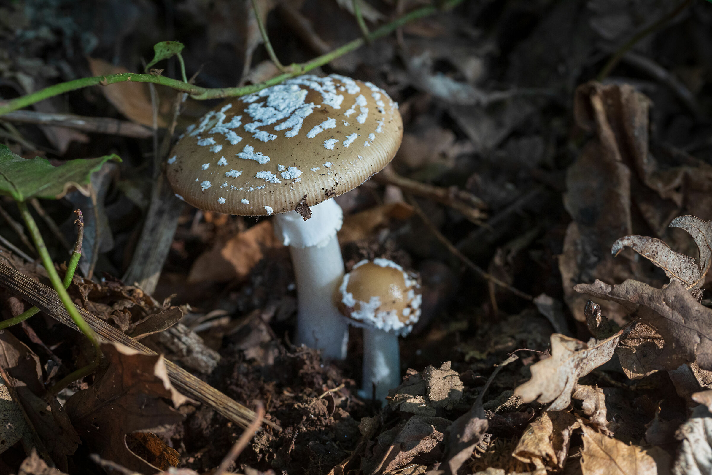 Amanita Pantherina