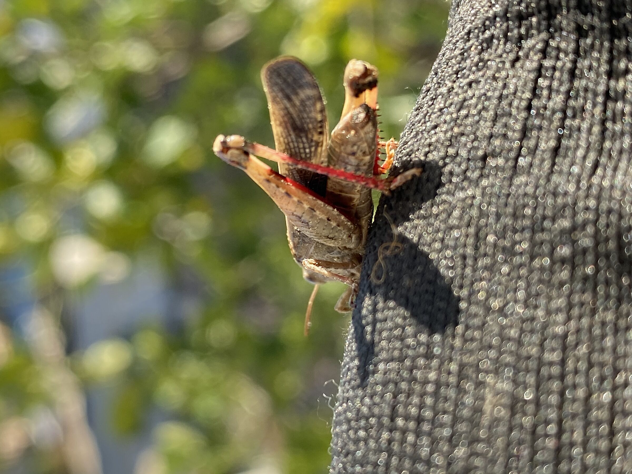 A cute salterina creature