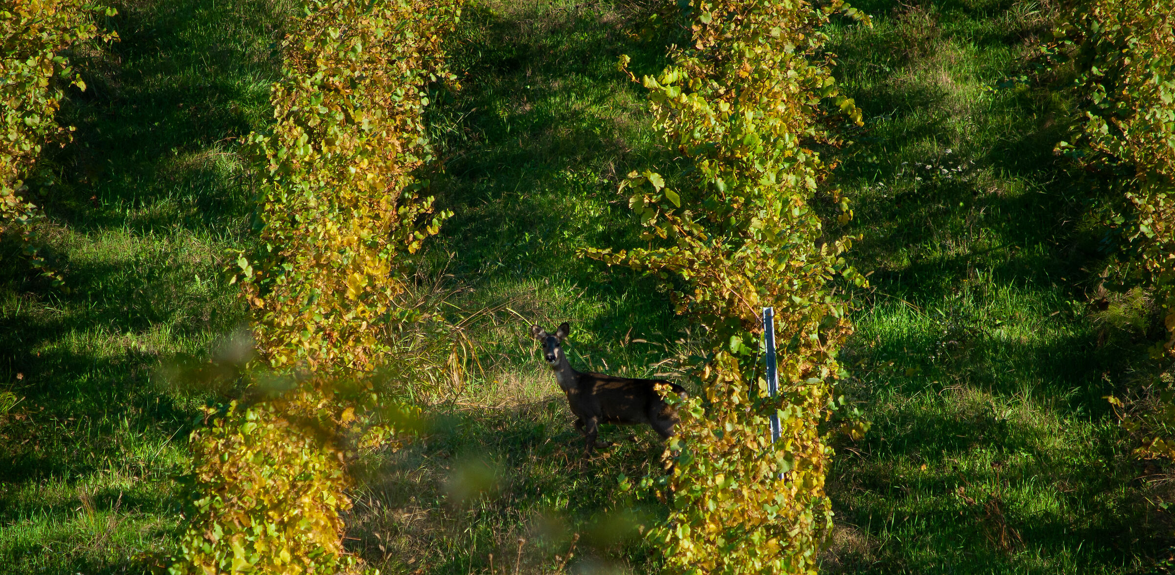 Fuggiasco fra i vigneti