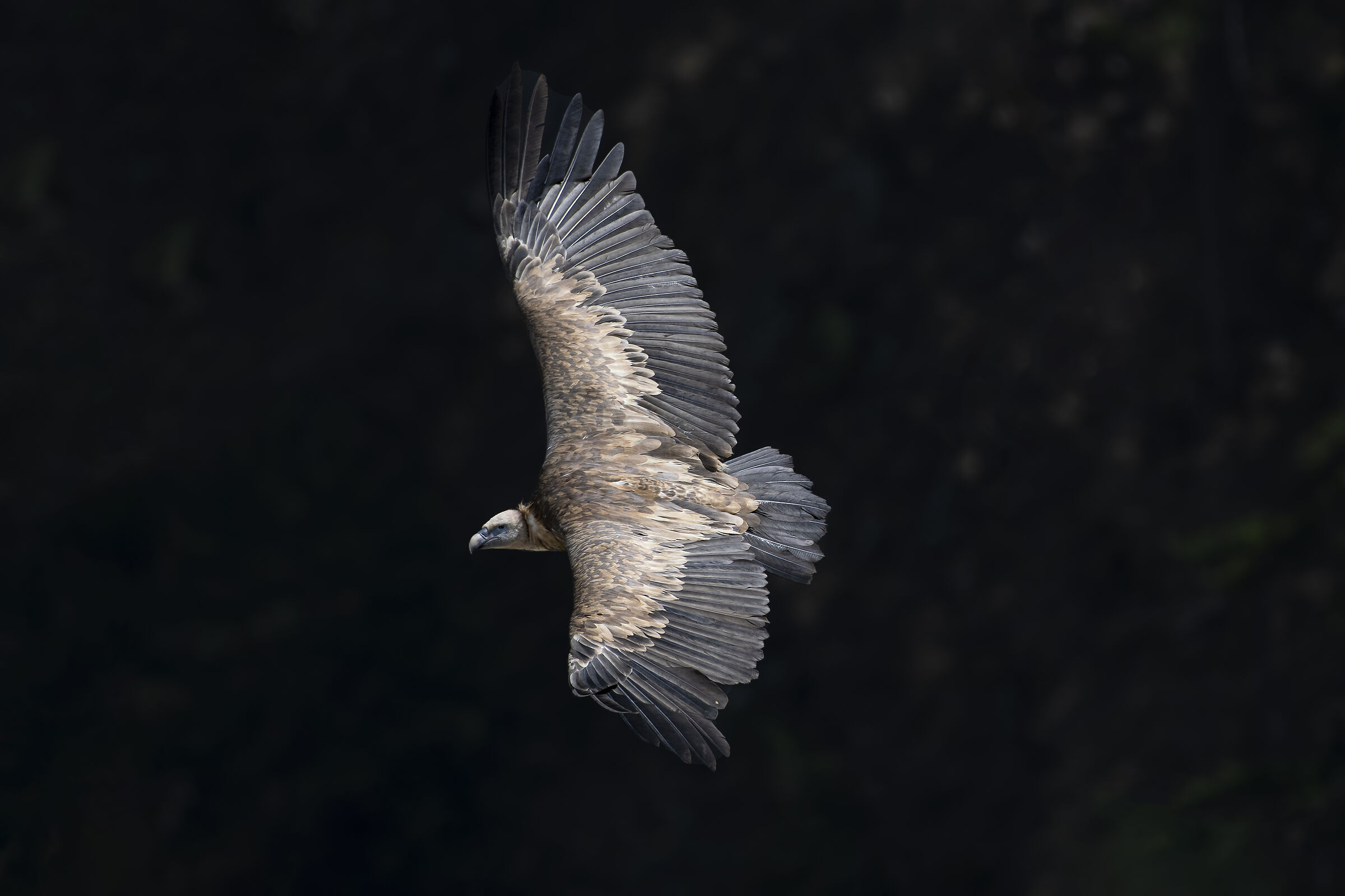 Kızıl akbaba / Griffon Vulture / Gyps fulvus