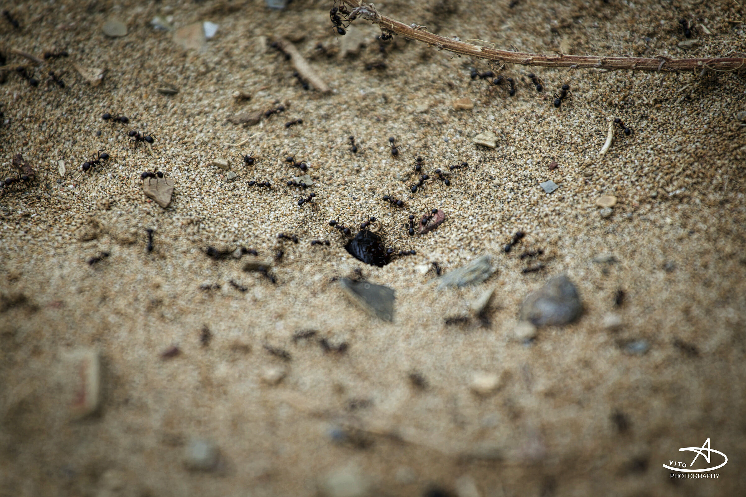 Anthill