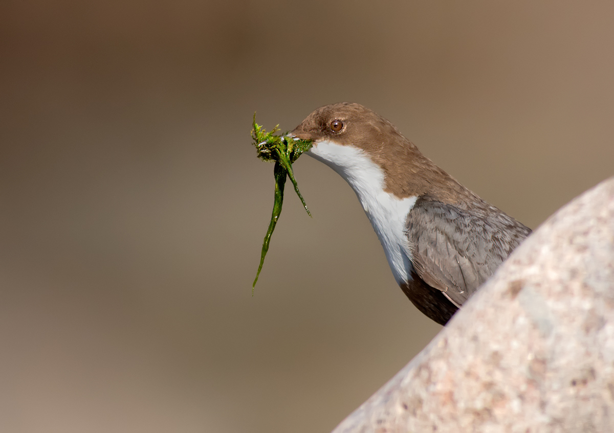 Merlo Acquaiolo,lavori in corso