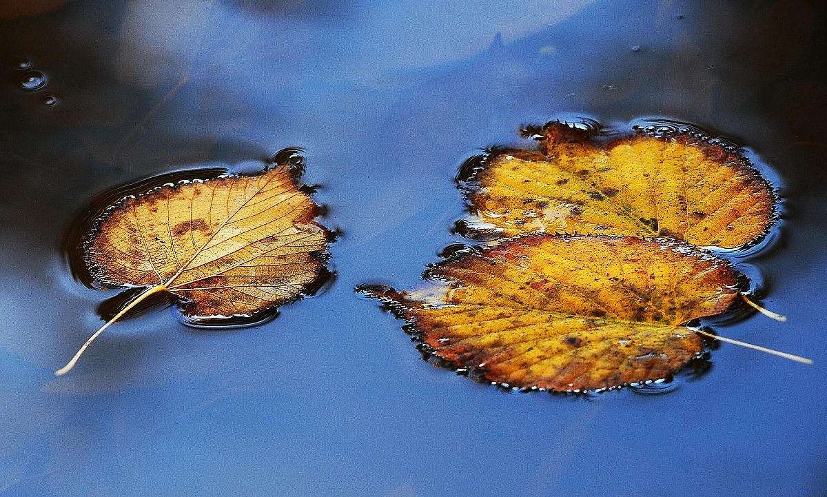 "Foglie sospese......."