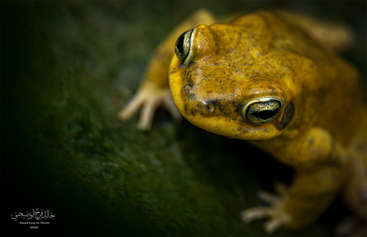 Dhofar Toad