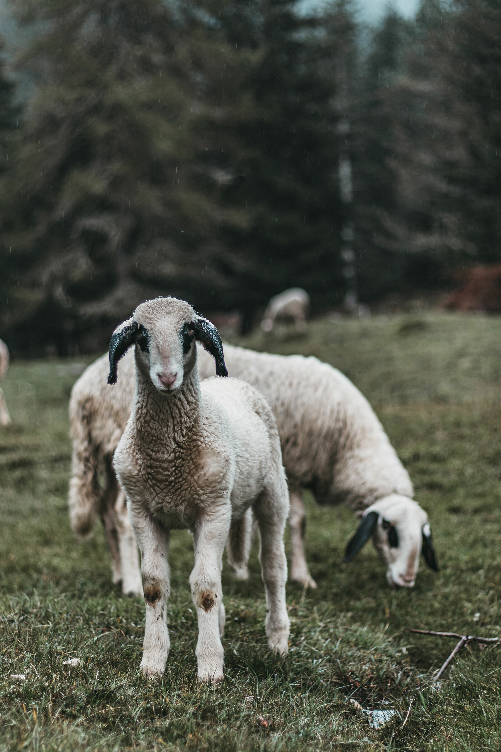 Agnello