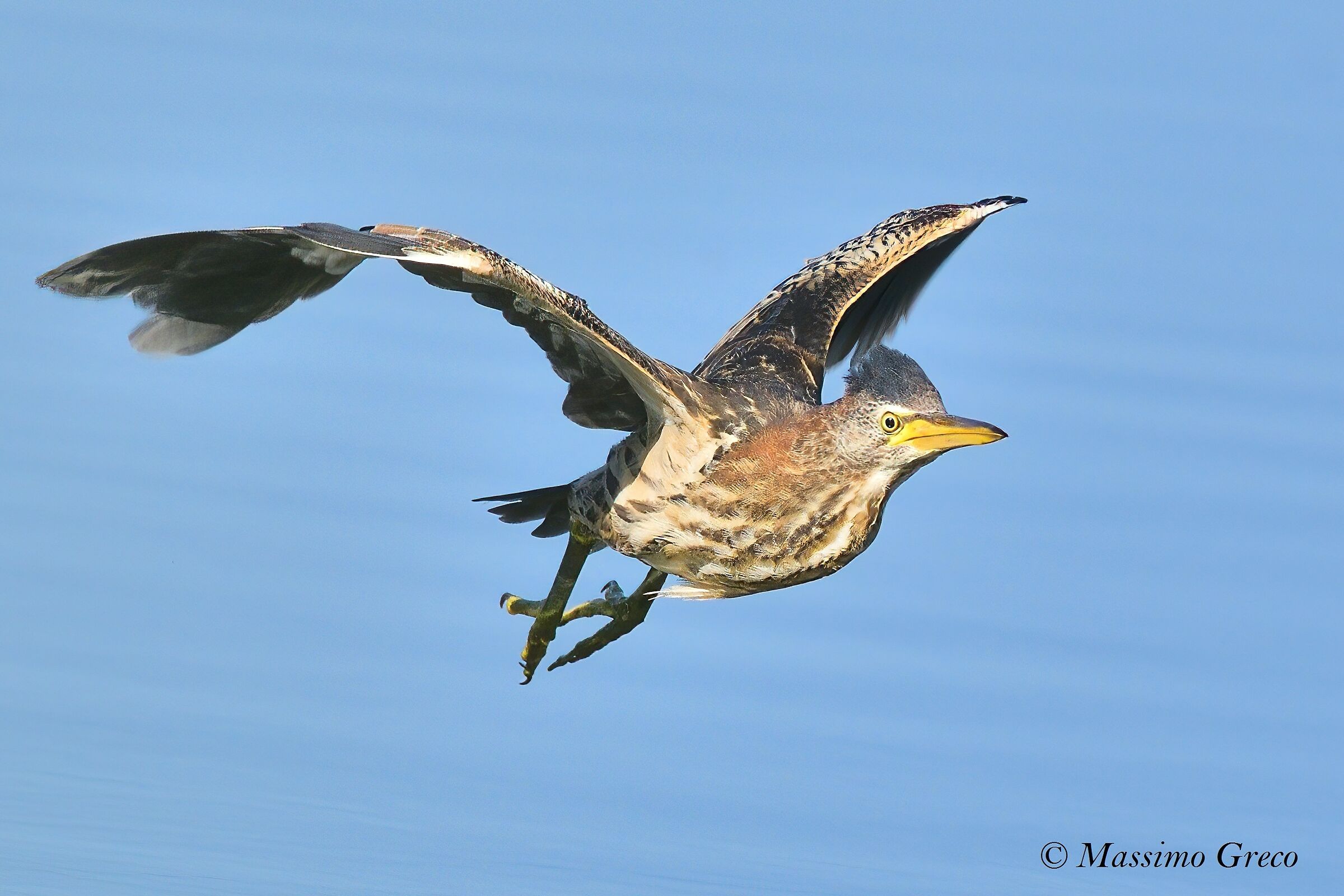 Tarabusino (Ixobrychus minutus) Juv