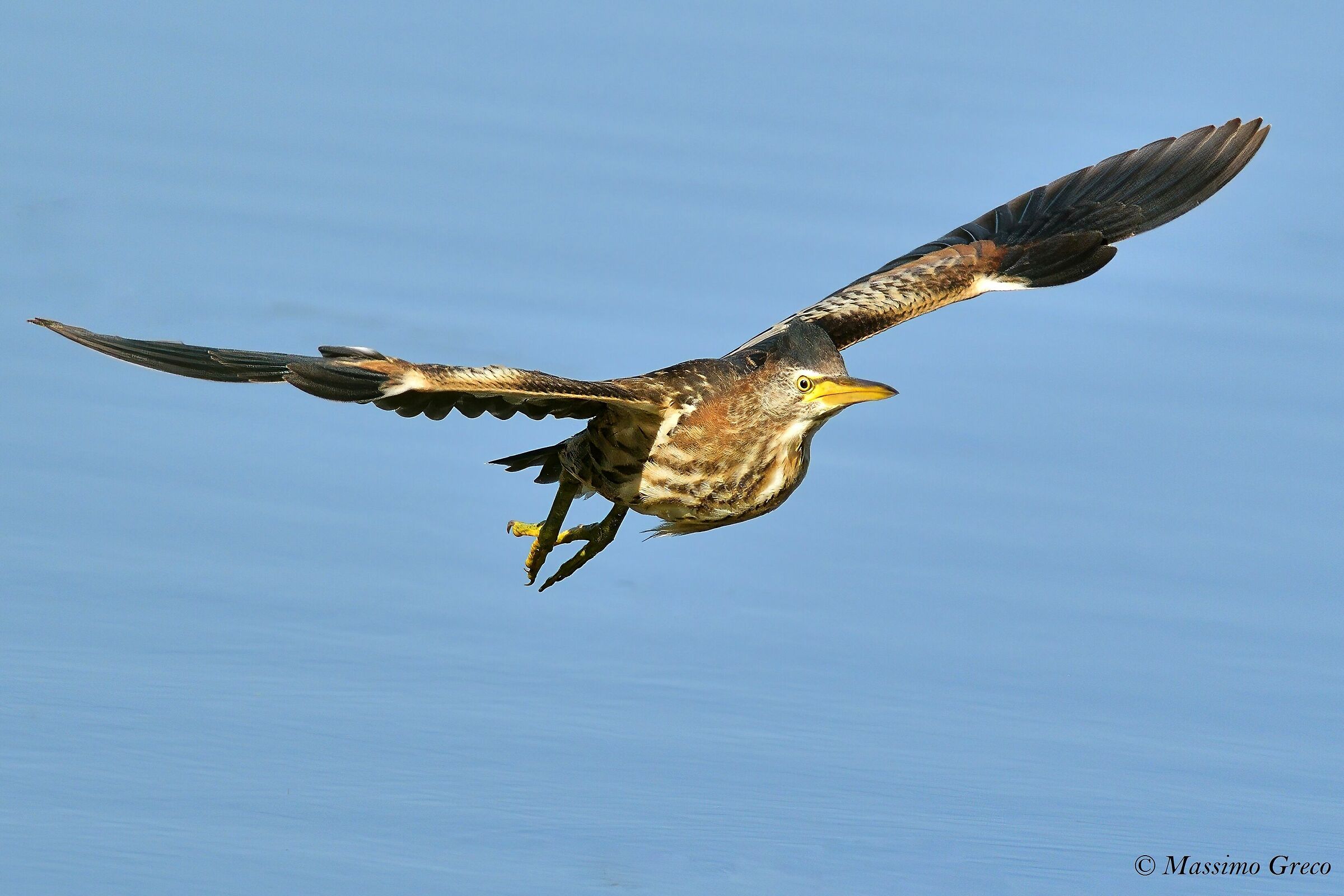 Tarabusino (Ixobrychus minutus) Juv