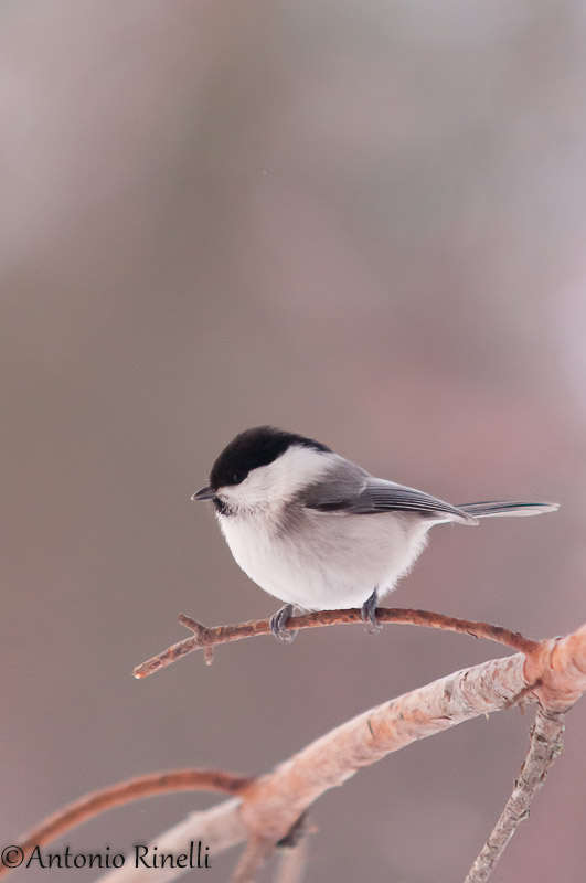 Cincia Bigia Alpestre