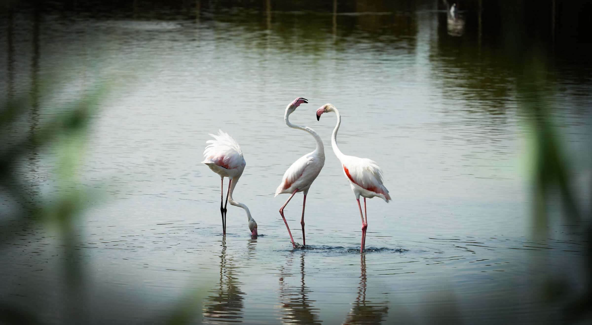 I Fenicotteri dietro l' angolo