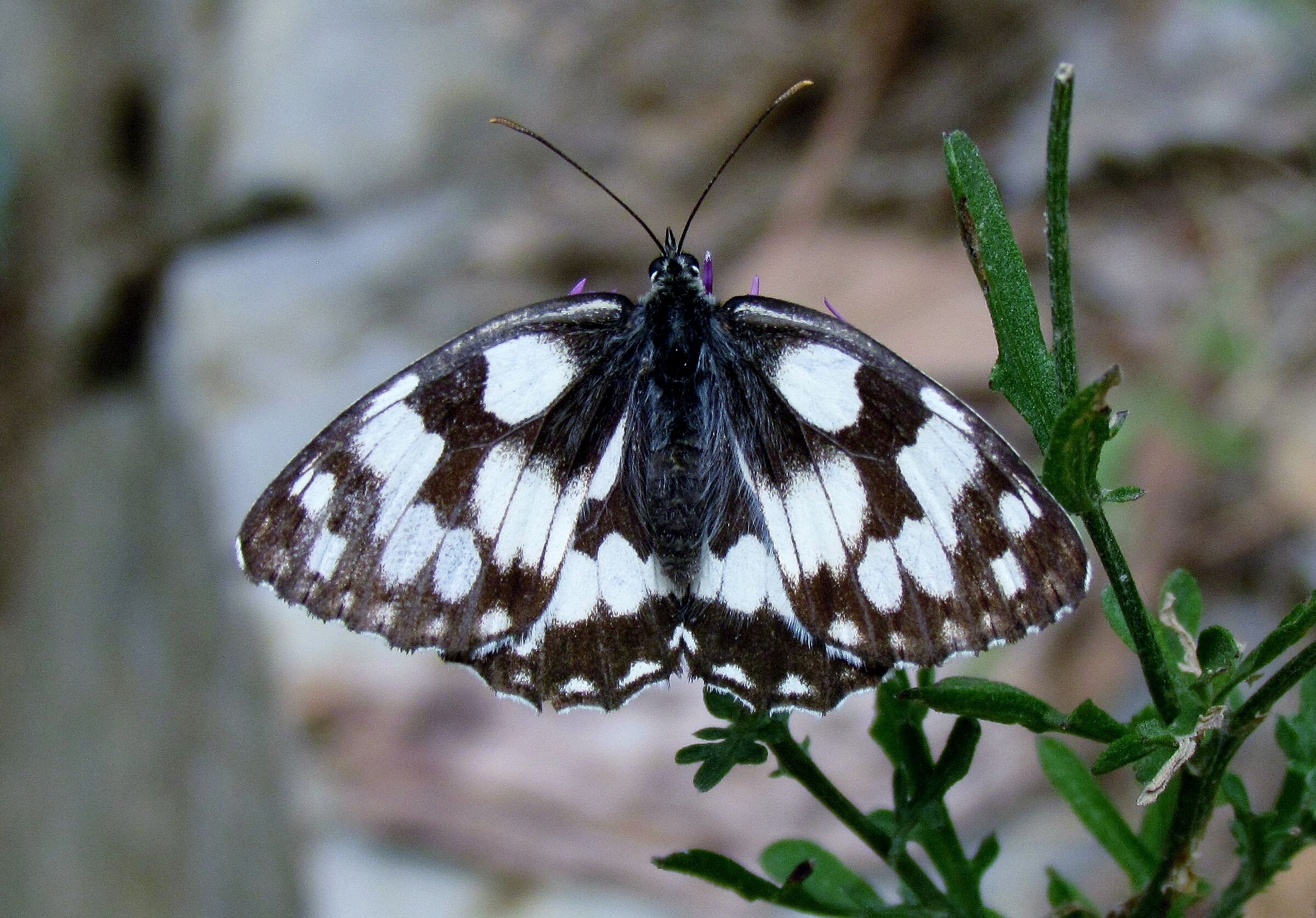 Melanargia Galathea