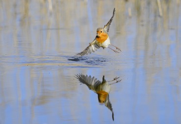 Erithacus rubecula