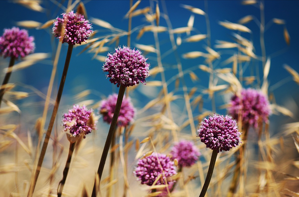 "Contrasti floreali......."