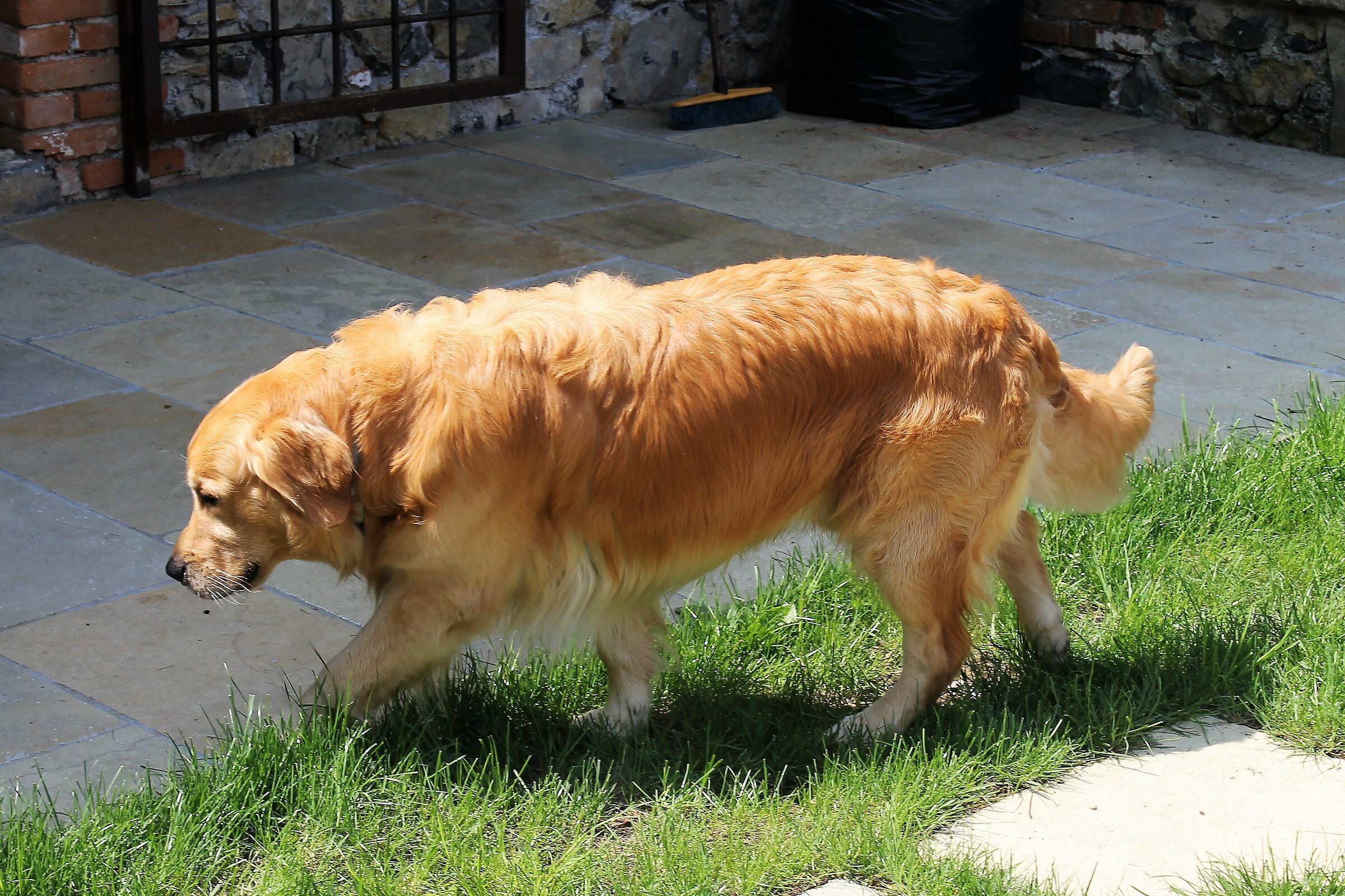 Caccia alle lucertole