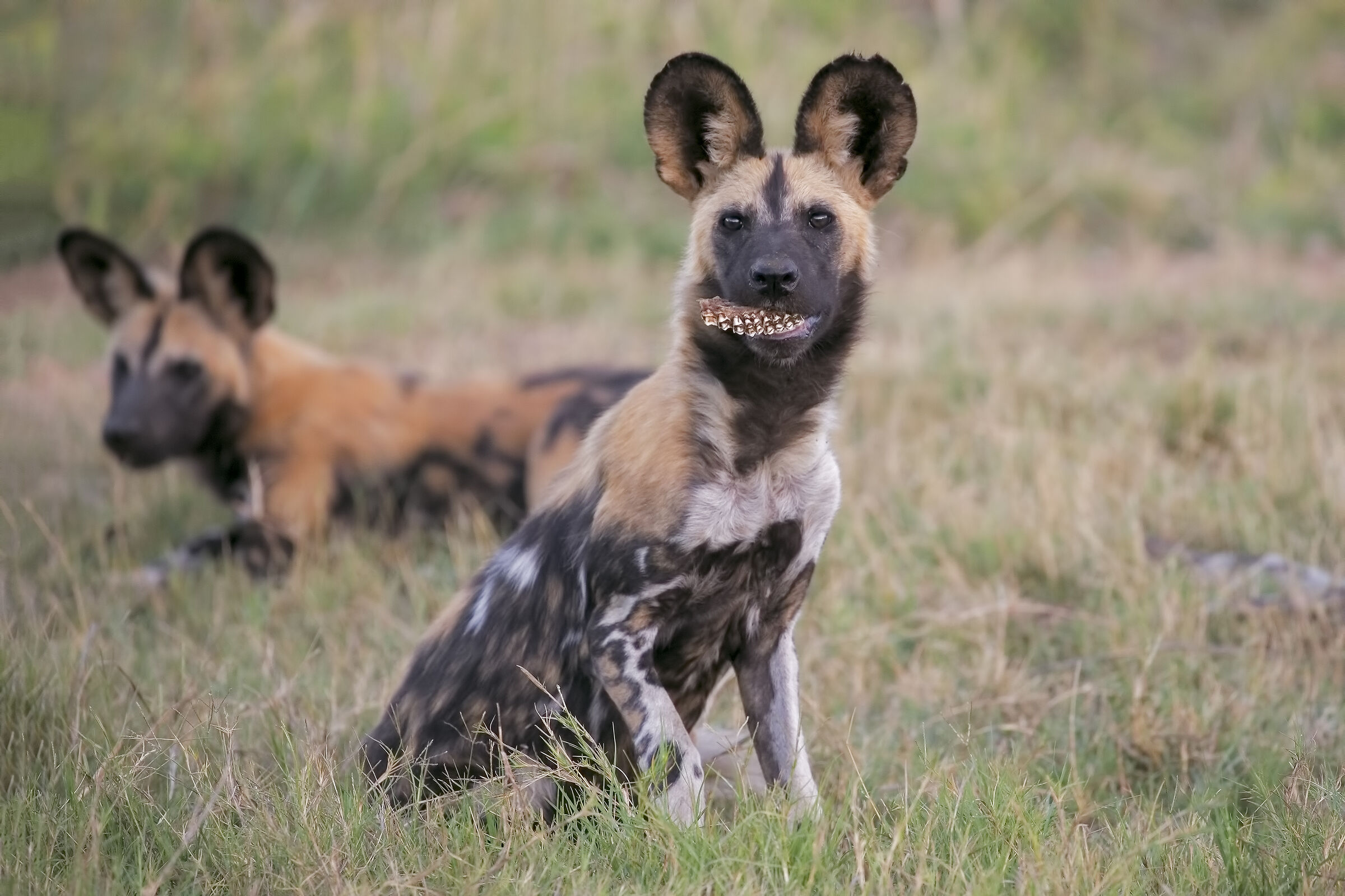 Una dentiera per il licaone