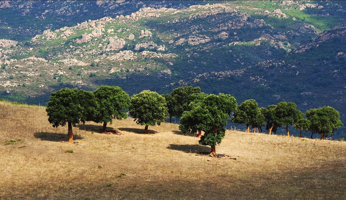 "Sughere estive......."