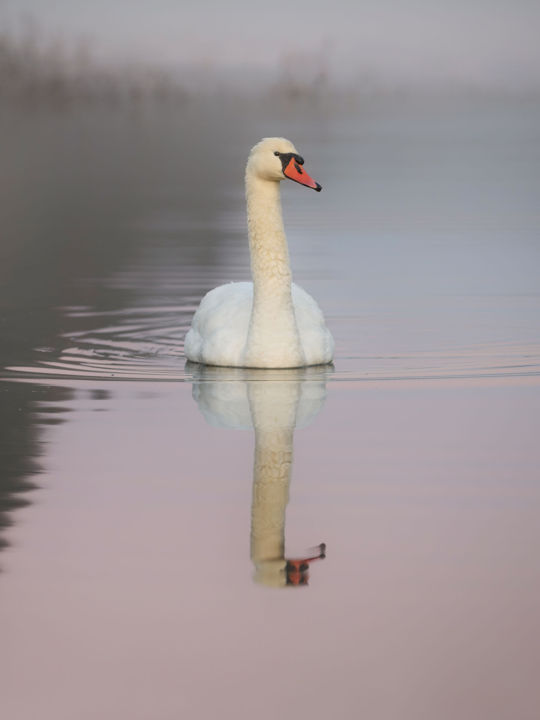 Beautiful swan