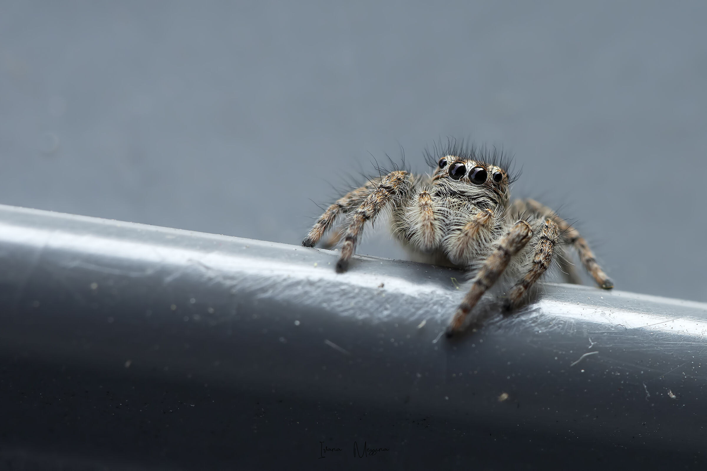 Psalter spider