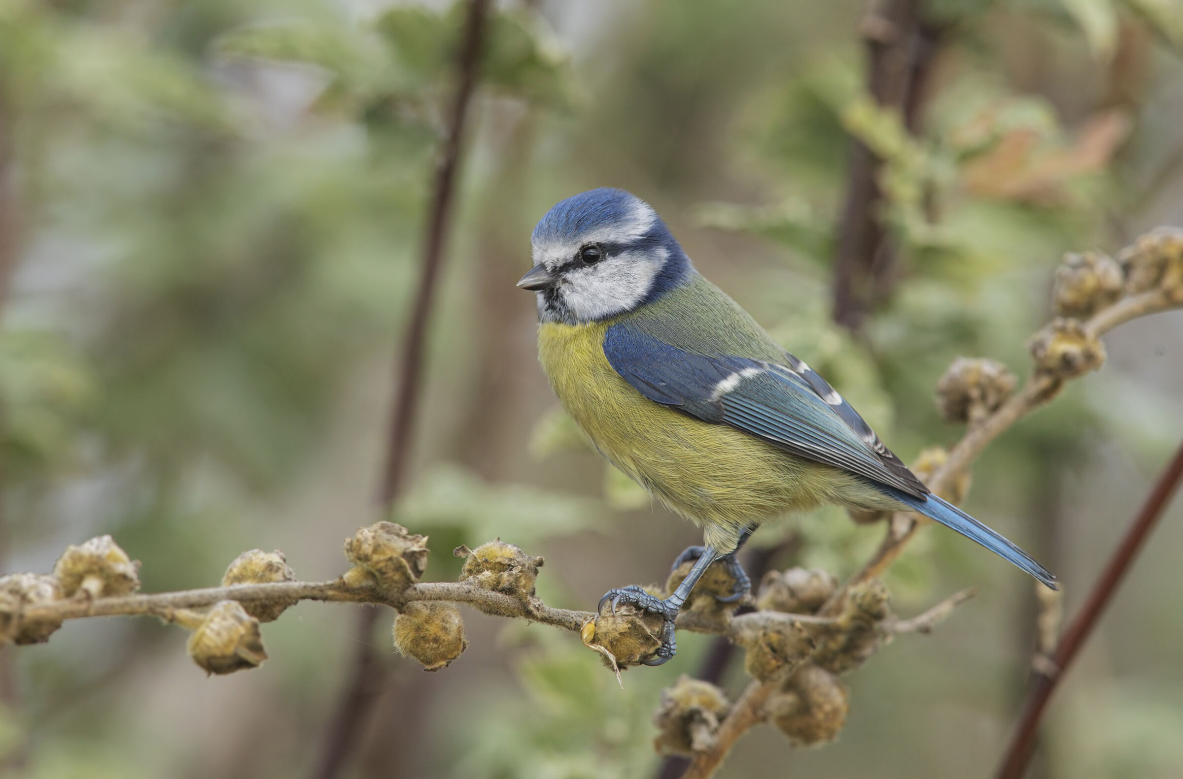 cinciarella (cyanistes caeruleus)