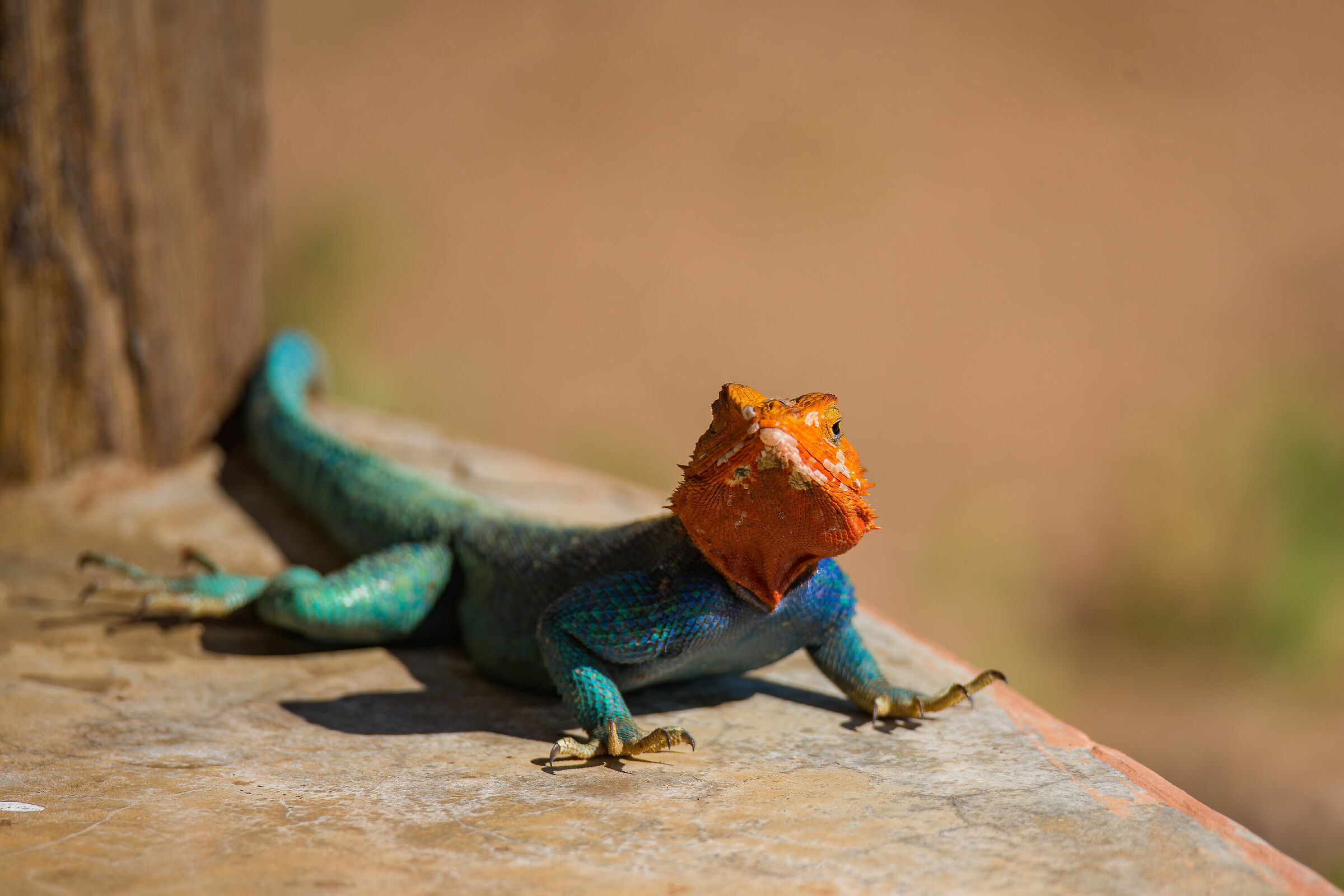 Kenyan lizard