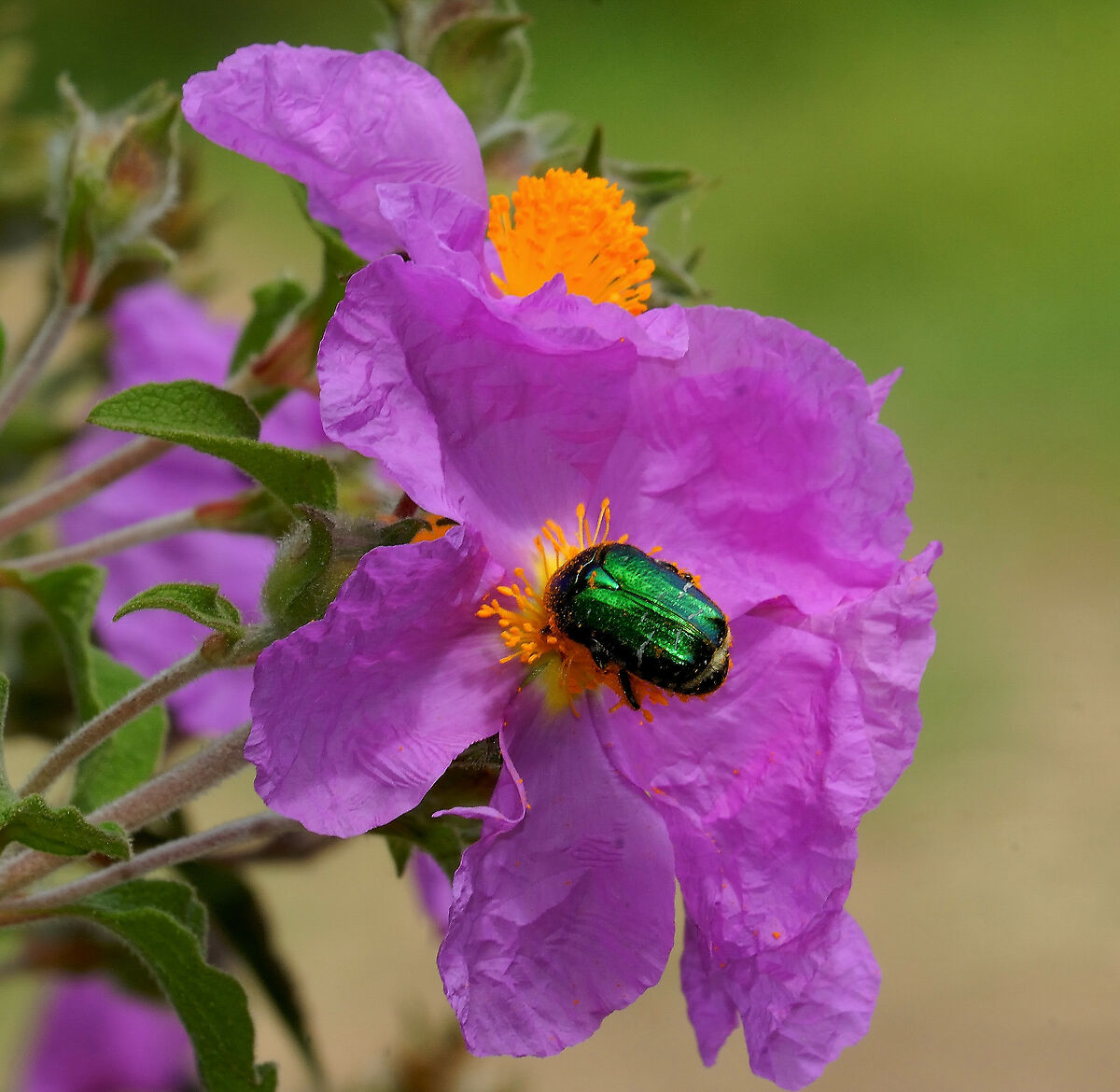 La macrofotografia?.. un mondo fantastico e affascinant