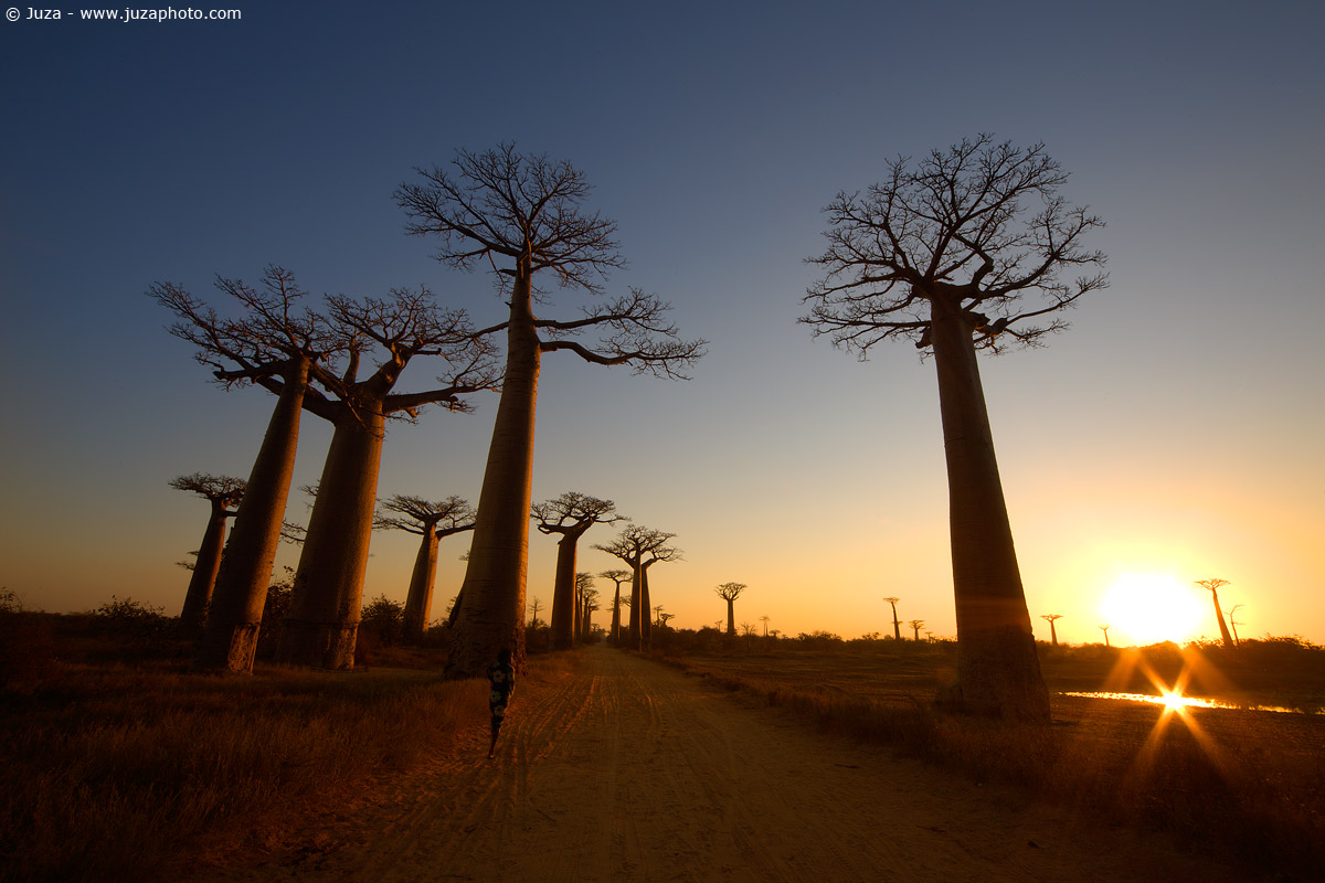 Baobab Avenue, 010371