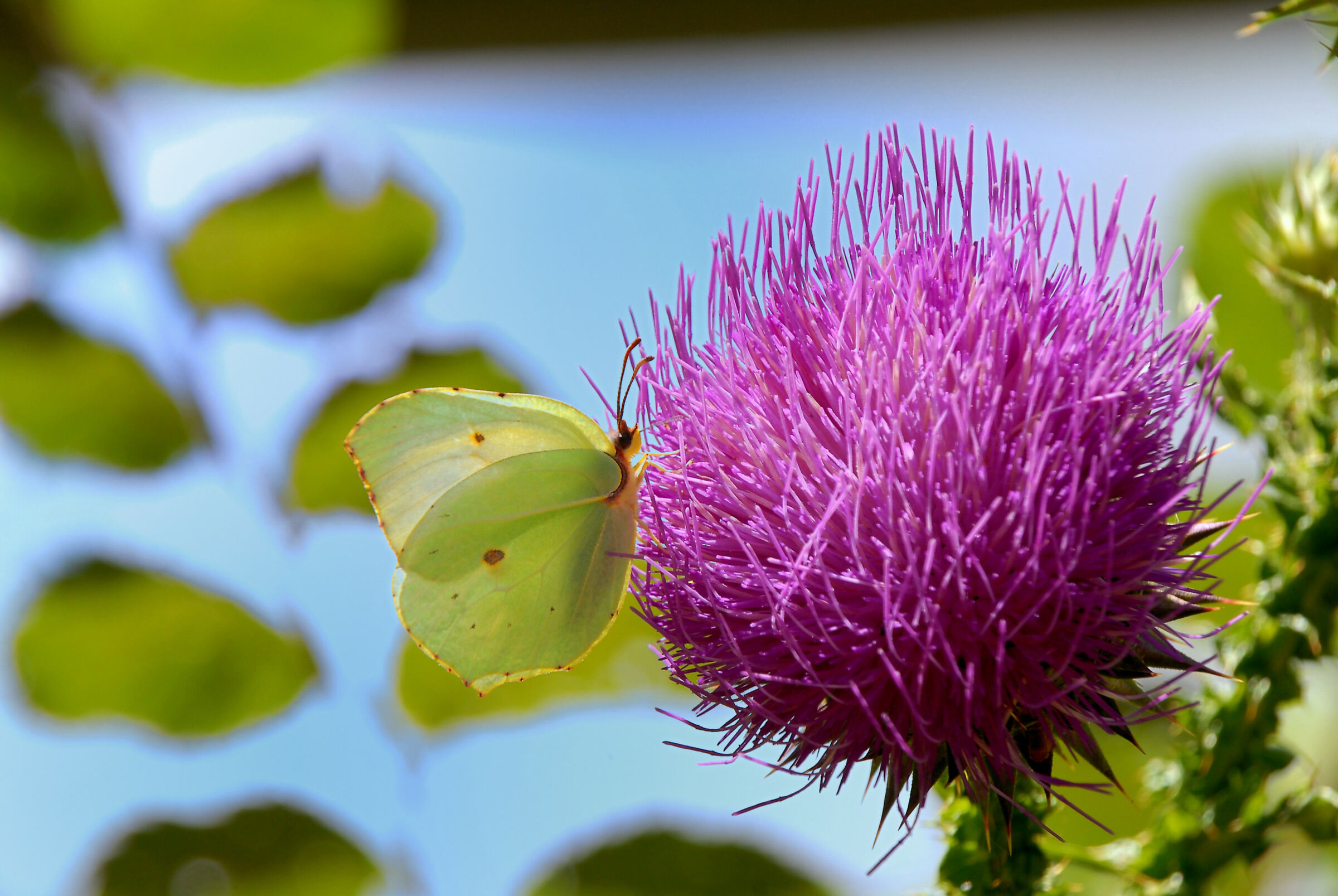 La macrofotografia?.. un mondo fantastico e affascinant